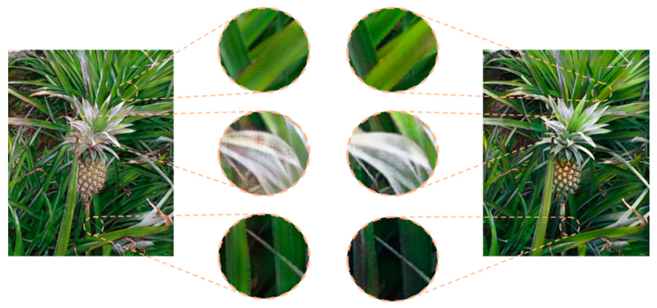 Agronomy 14 03002 g014 Agronomy 14 03002 g014