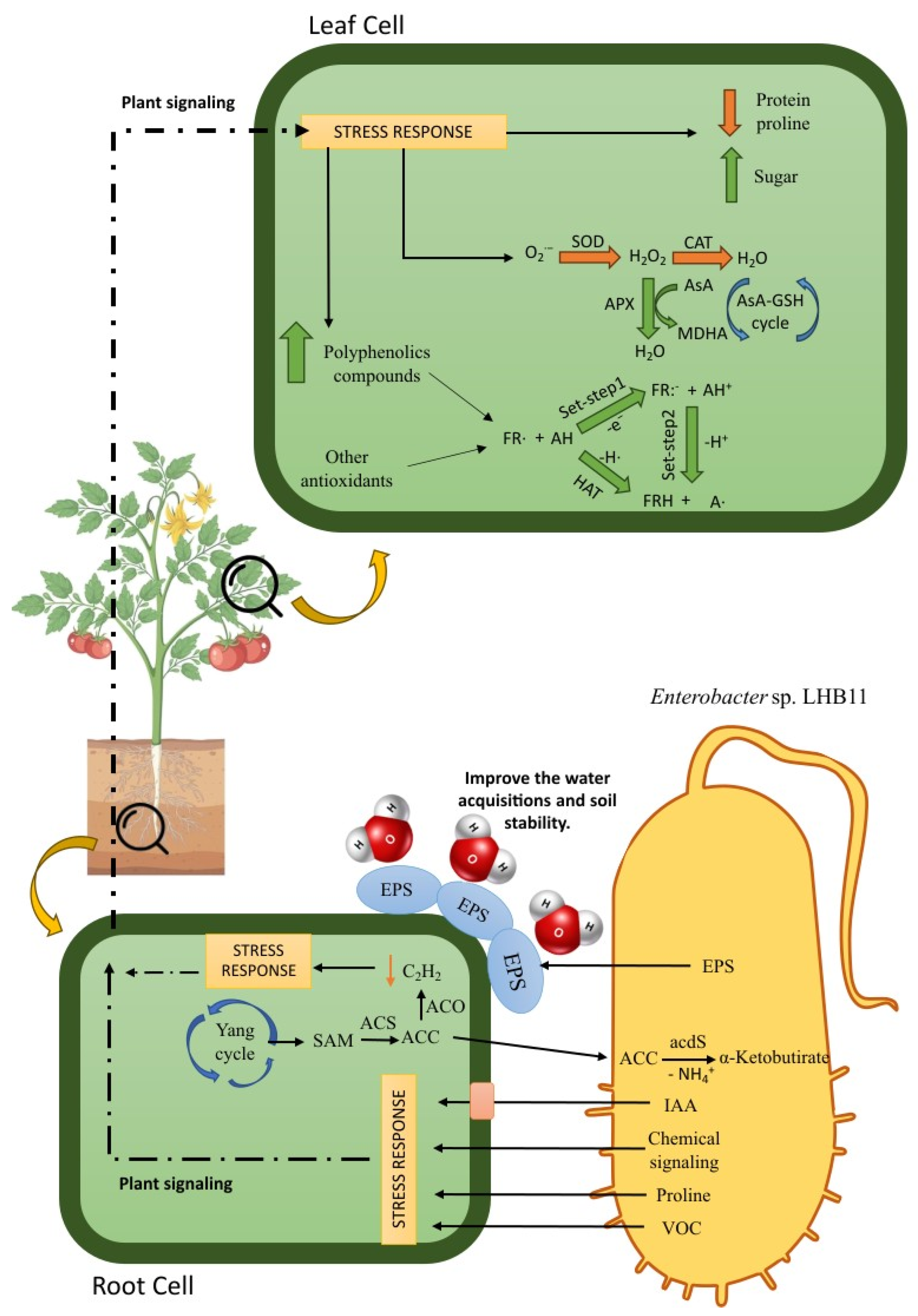 Agronomy 14 03013 g005 Agronomy 14 03013 g005