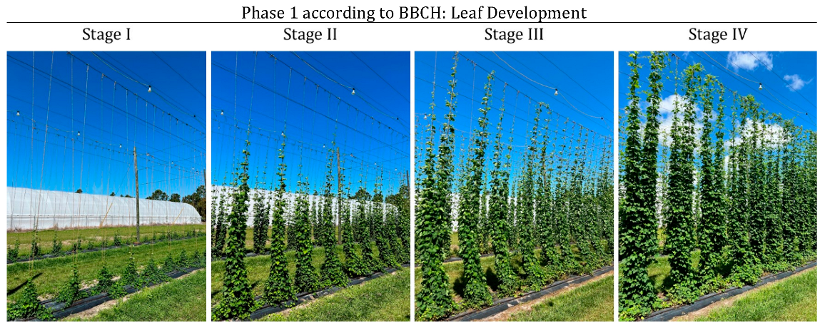 Agronomy 14 03045 g002