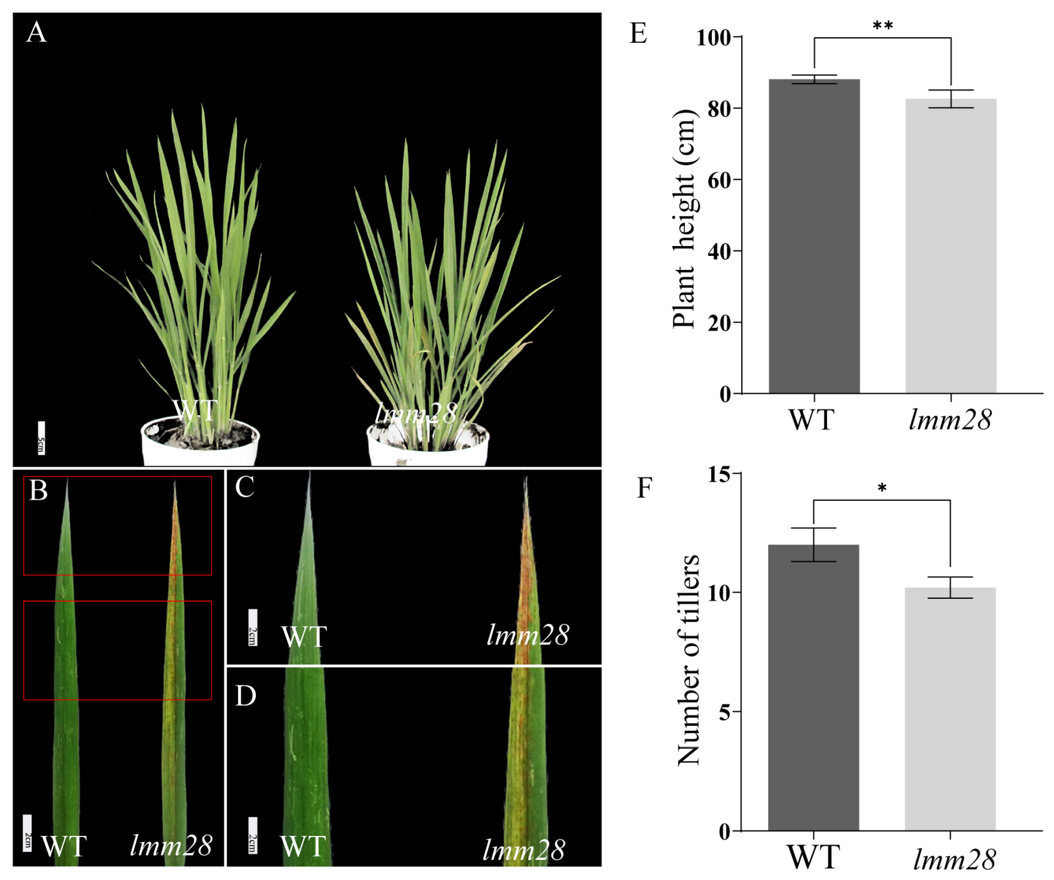 Agronomy 14 03048 g001