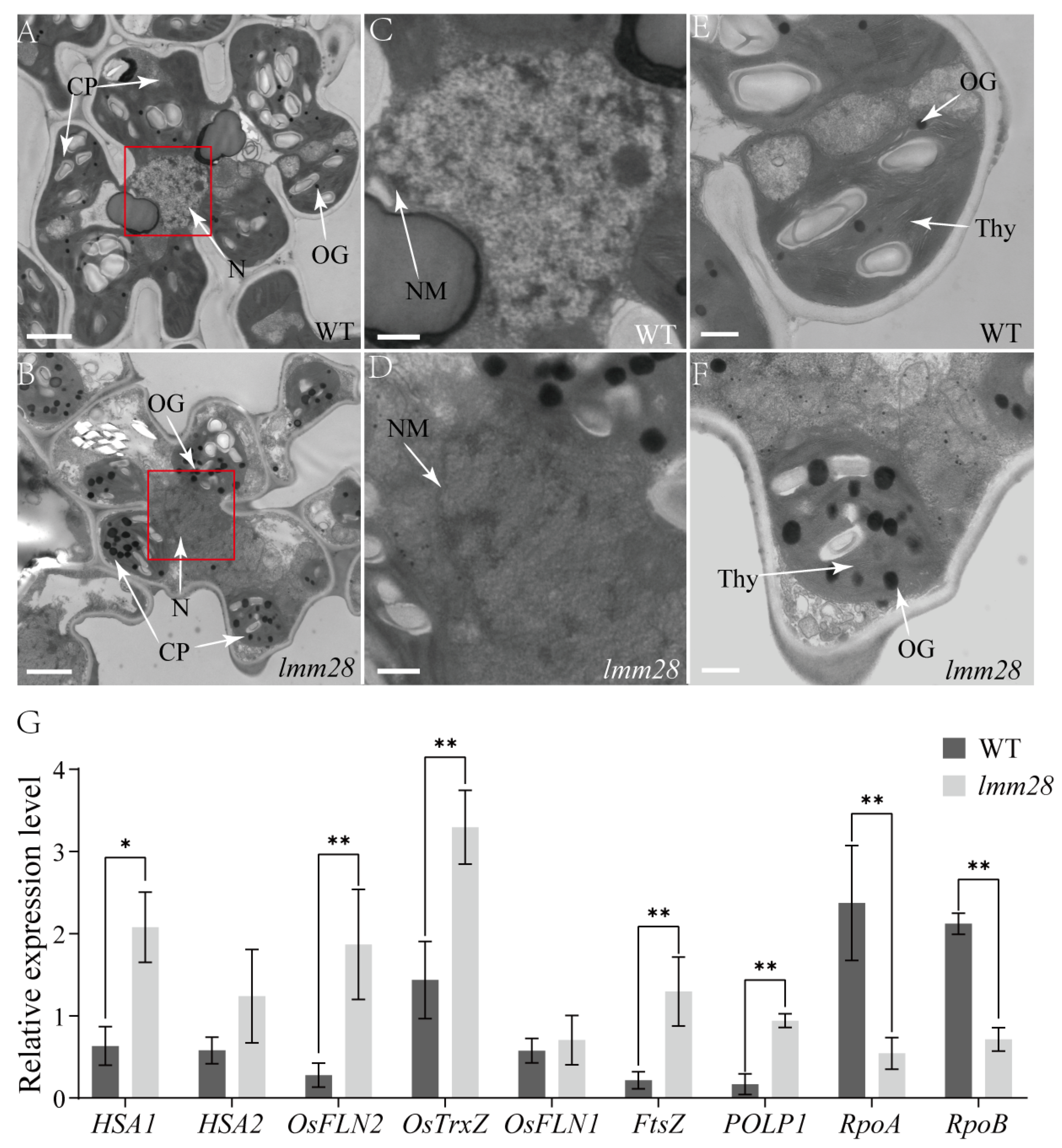 Agronomy 14 03048 g004