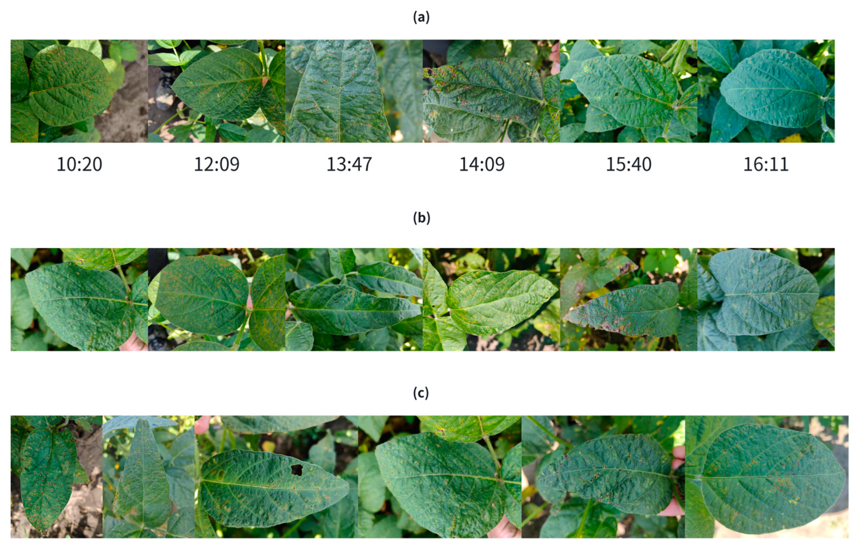 Agronomy 14 03064 g001