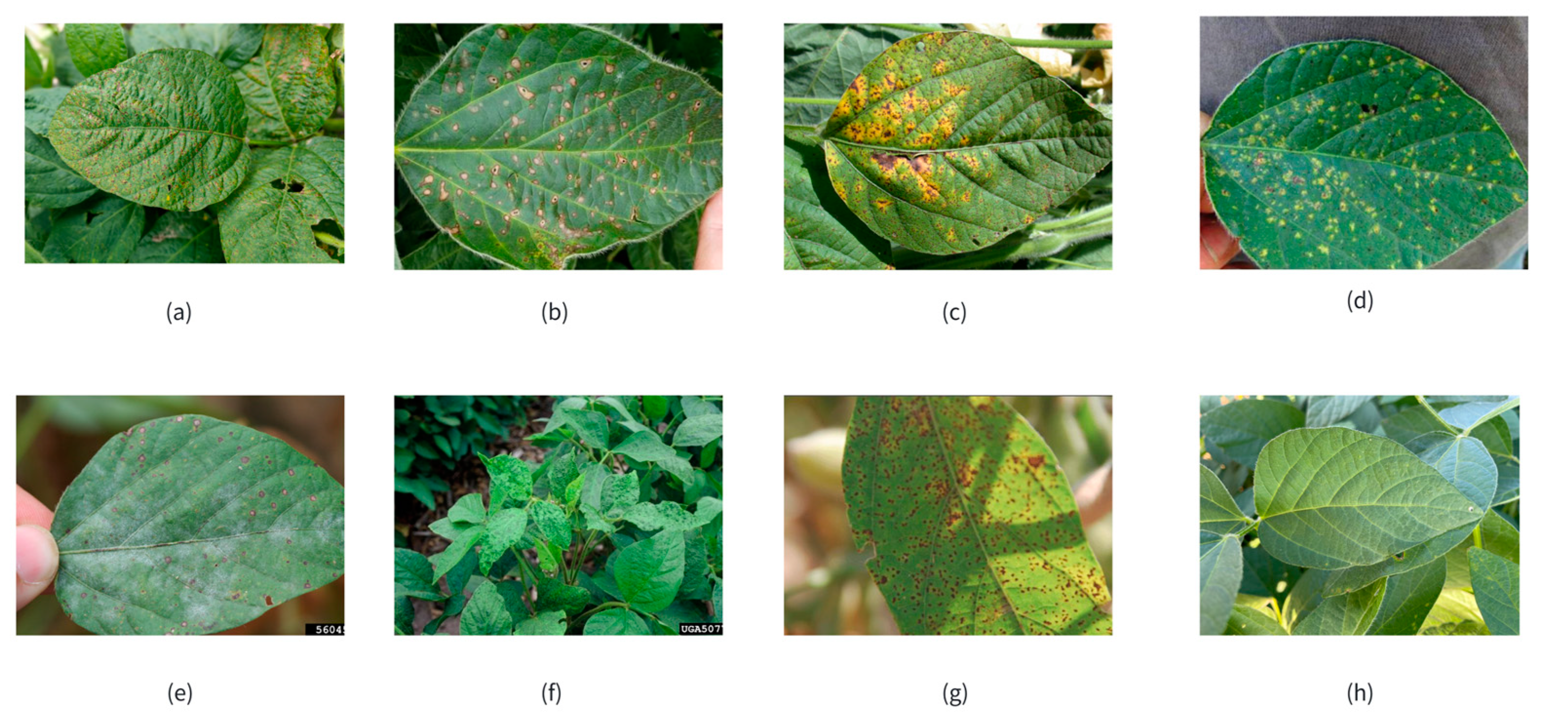 Agronomy 14 03064 g002