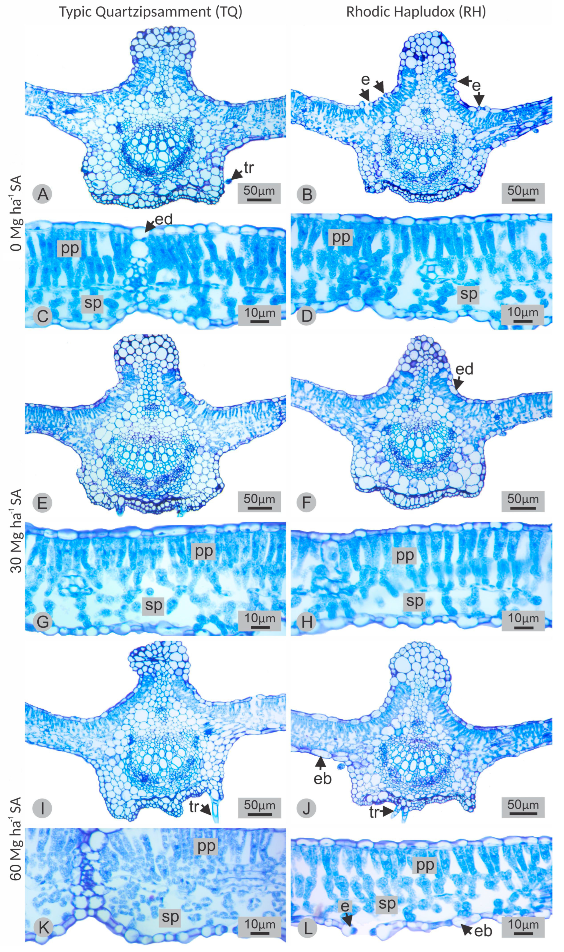 Agronomy 15 00005 g007