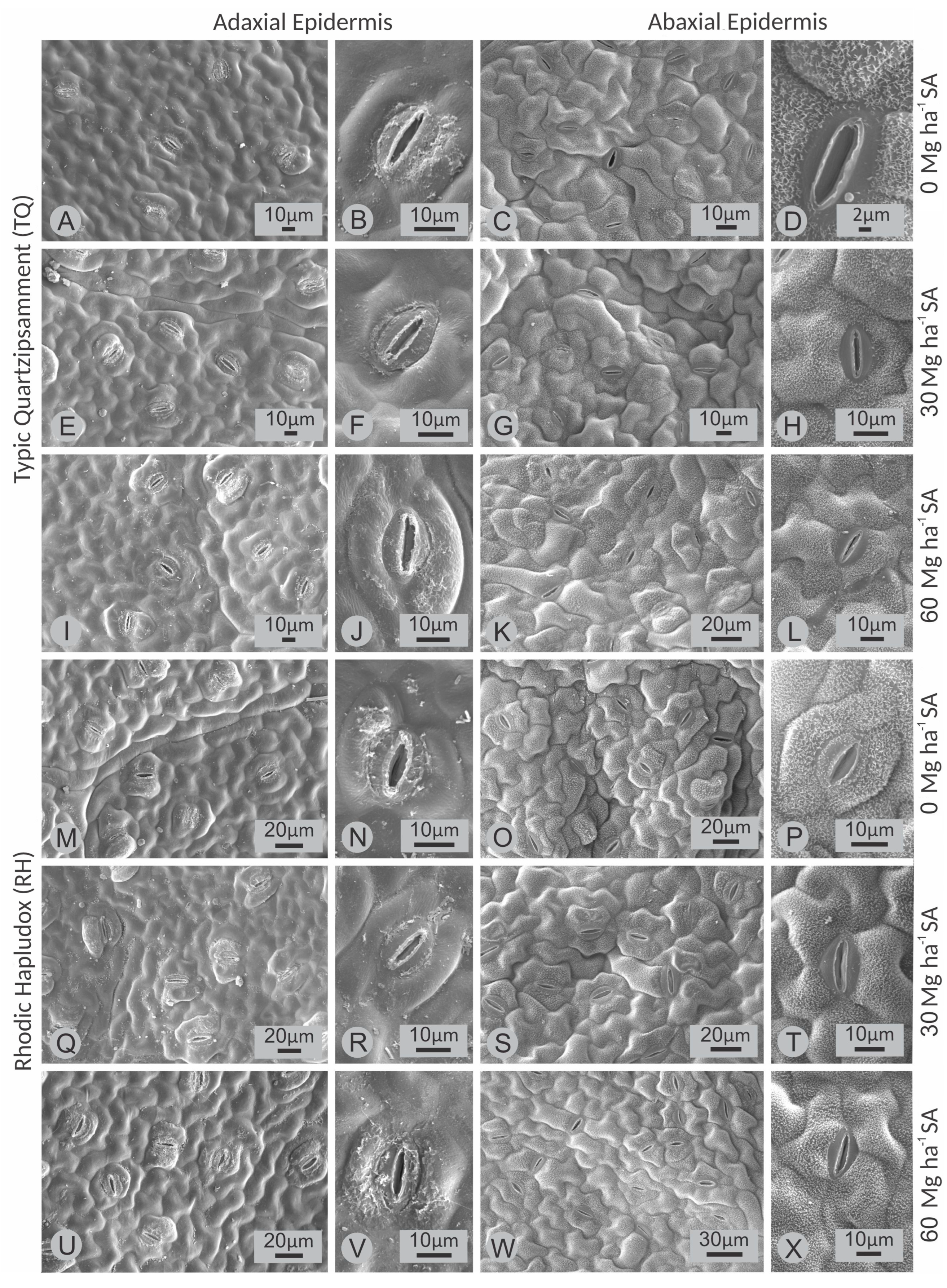 Agronomy 15 00005 g008