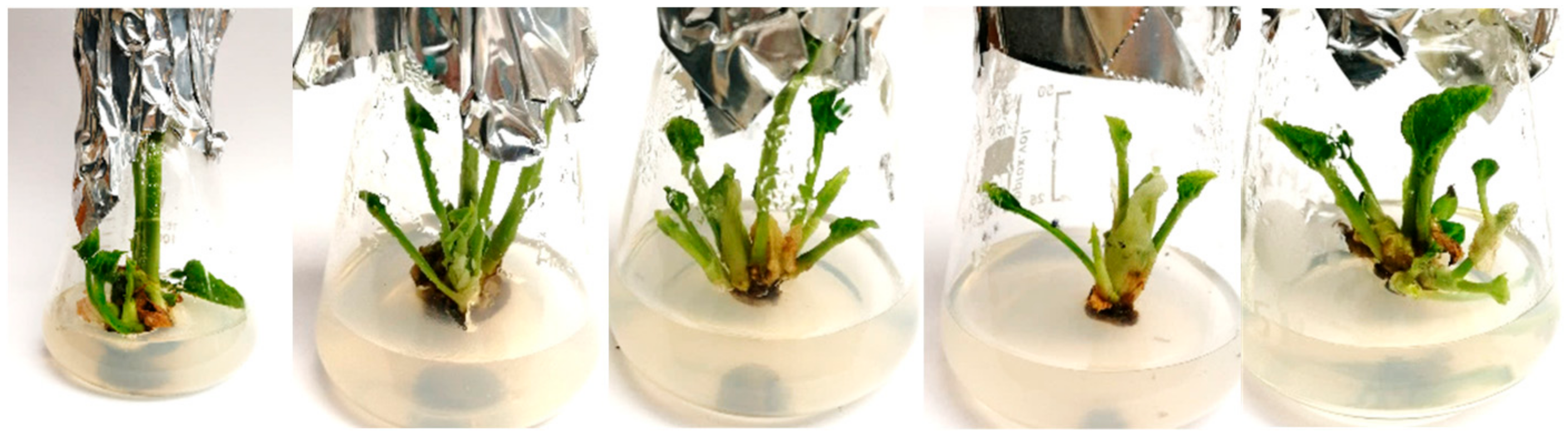 Agronomy 15 00027 g002