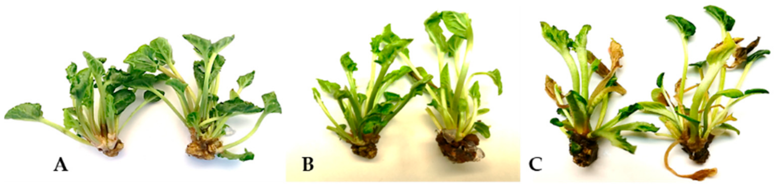 Agronomy 15 00027 g004