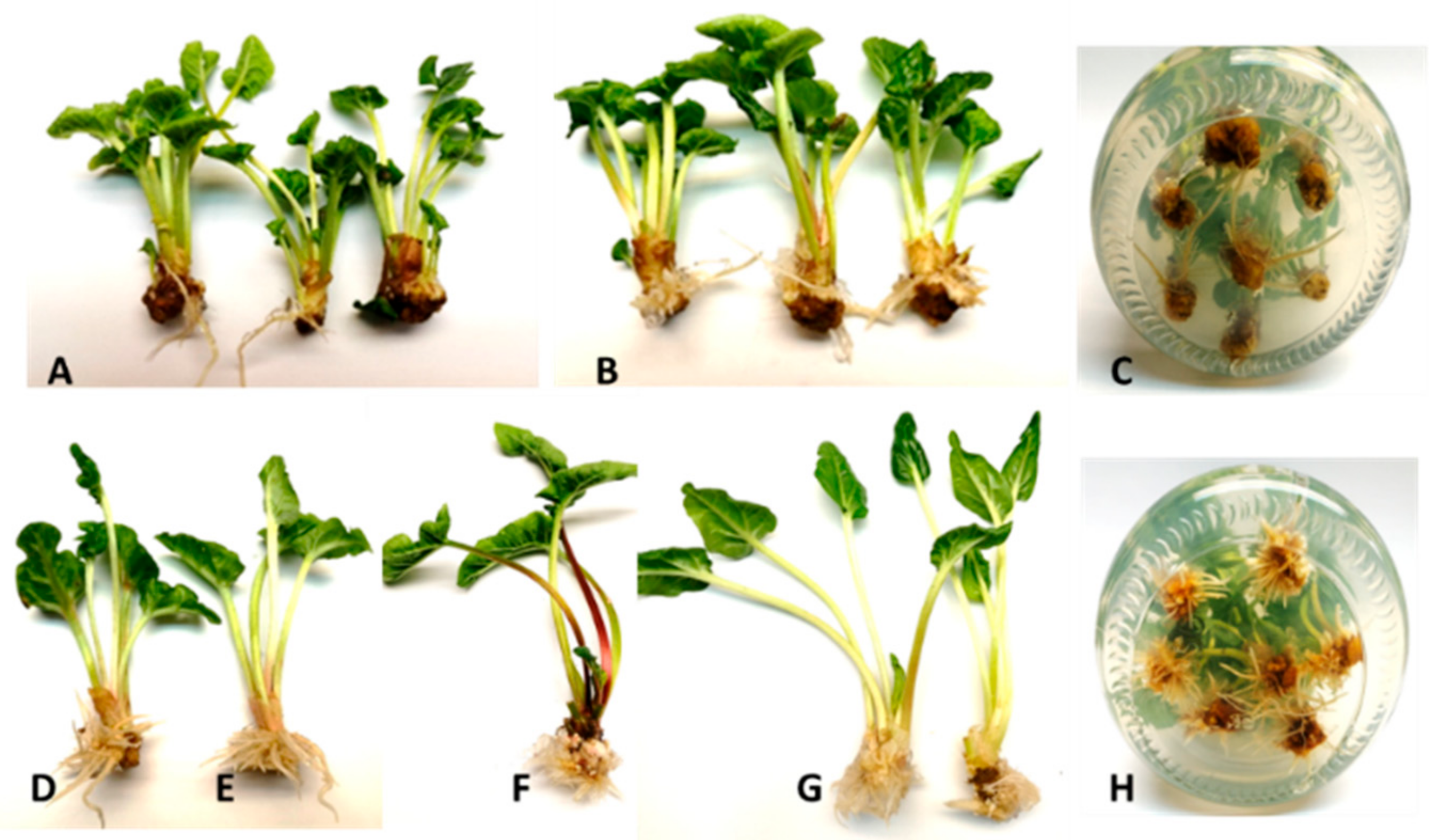 Agronomy 15 00027 g007