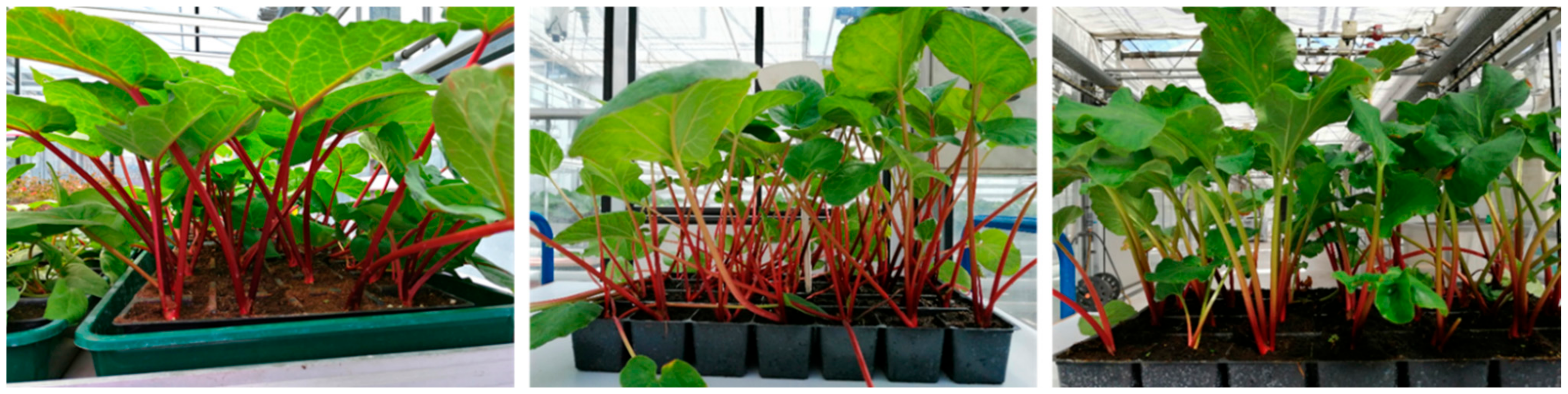 Agronomy 15 00027 g008