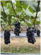 Agronomy 15 00042 i004