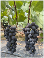 Agronomy 15 00042 i007