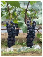 Agronomy 15 00042 i013