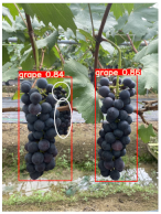 Agronomy 15 00042 i014