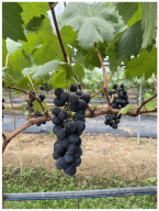 Agronomy 15 00042 i019