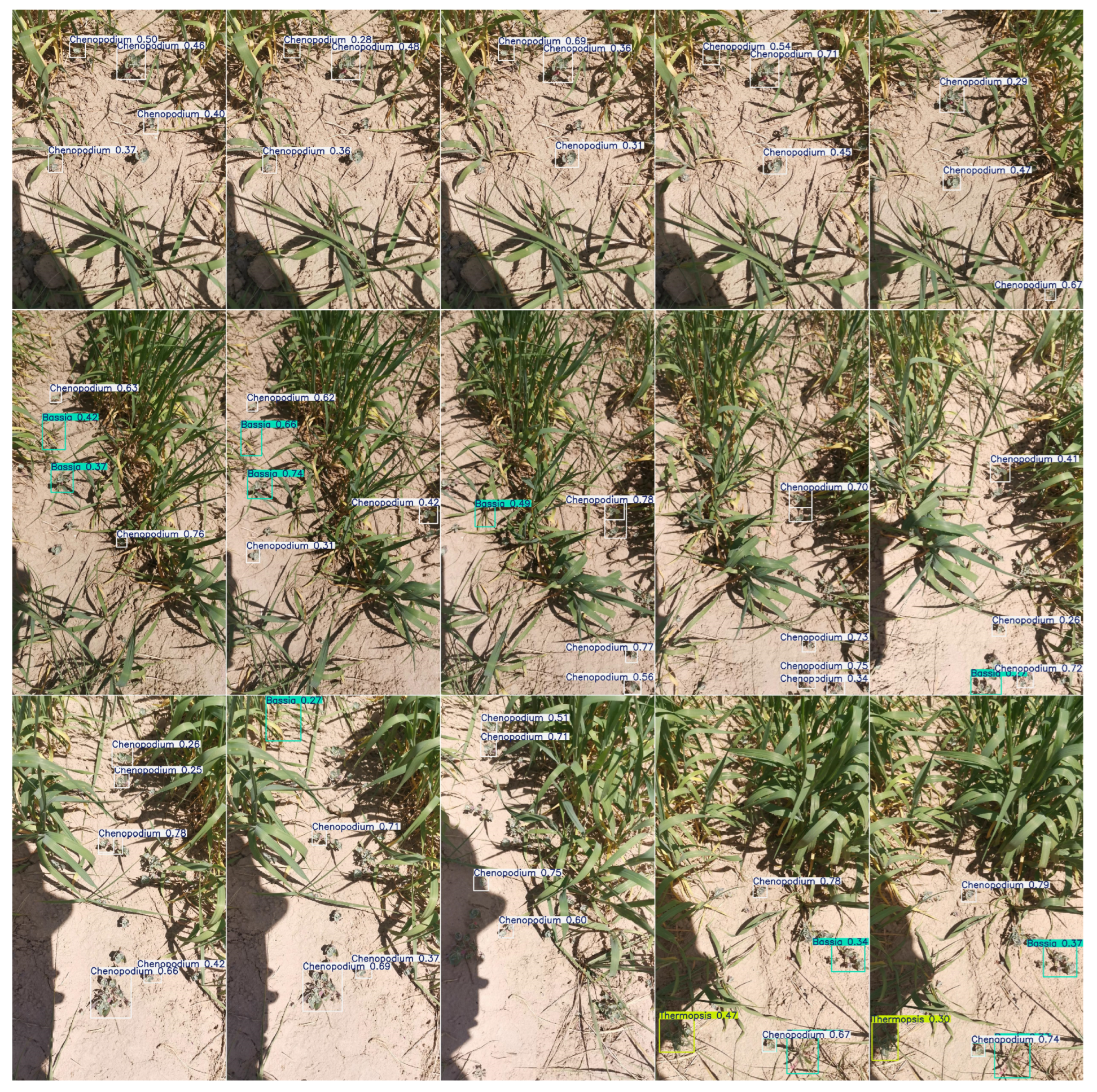 Agronomy 15 00055 g010