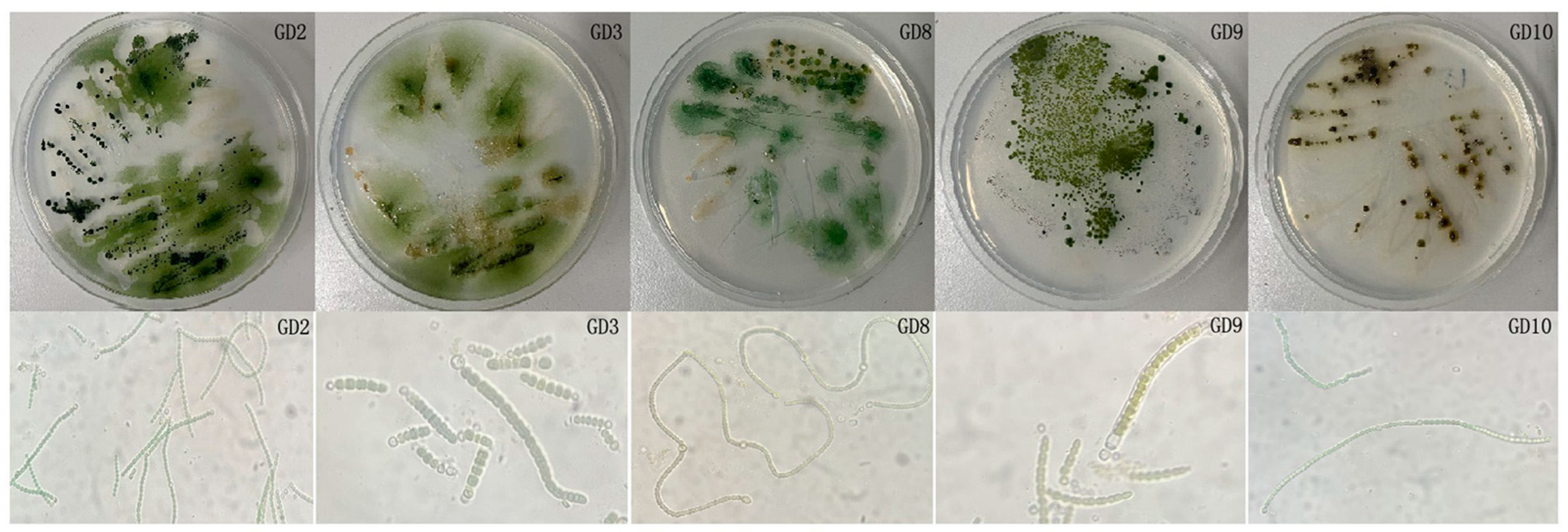 Agronomy 15 00062 g001