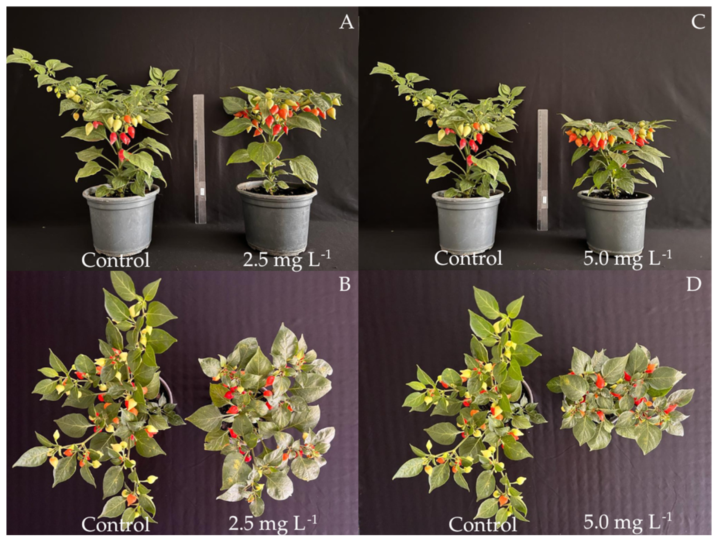 Agronomy 15 00075 g001