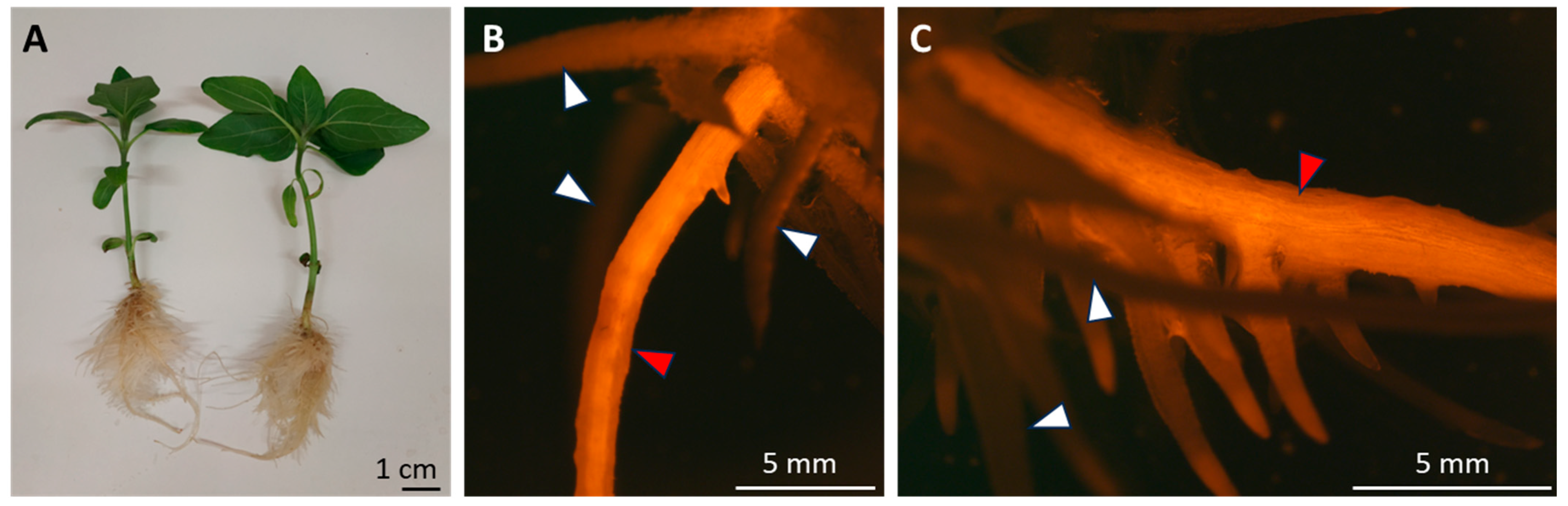 Agronomy 15 00129 g003