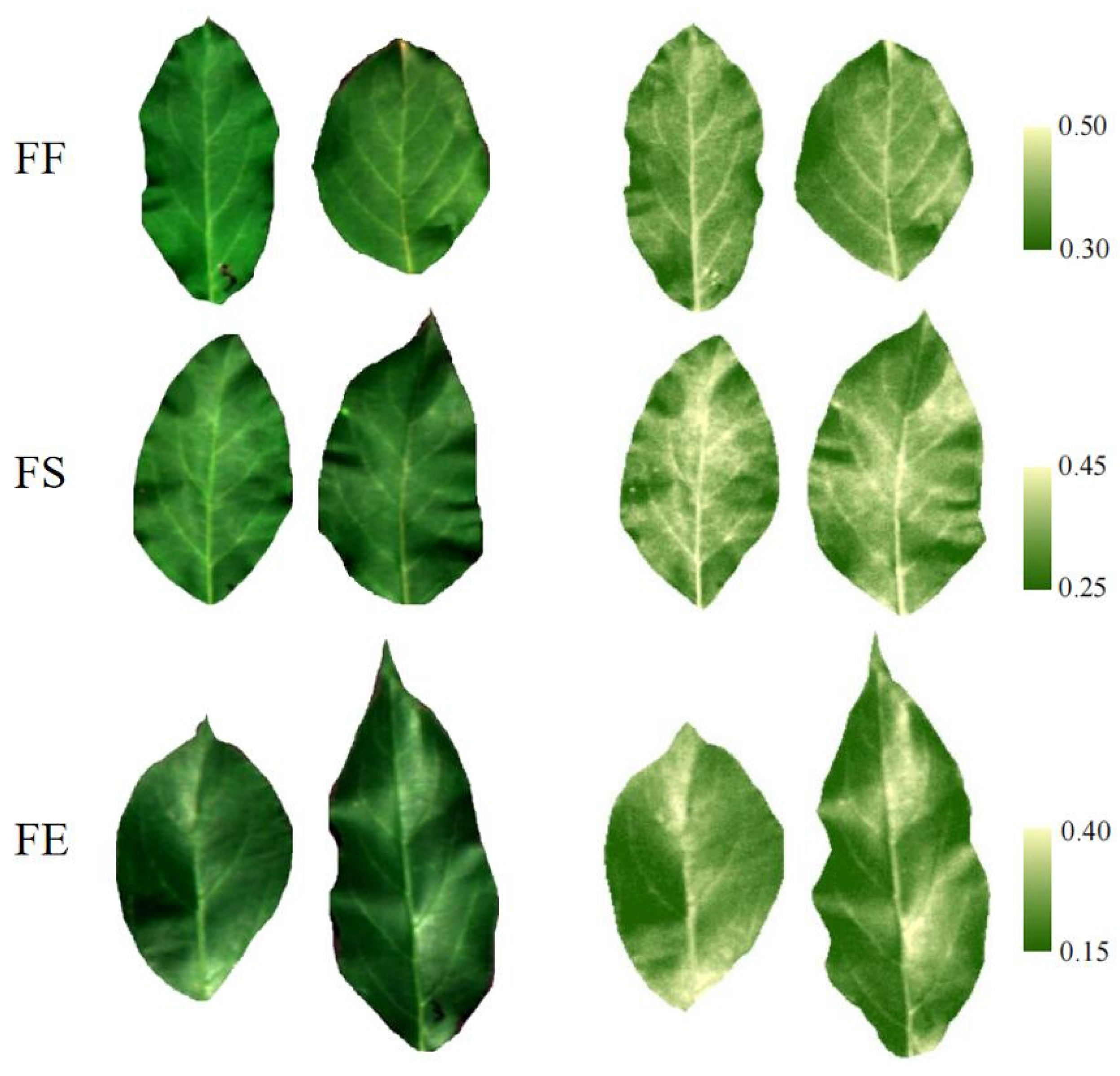 Agronomy 15 00140 g016