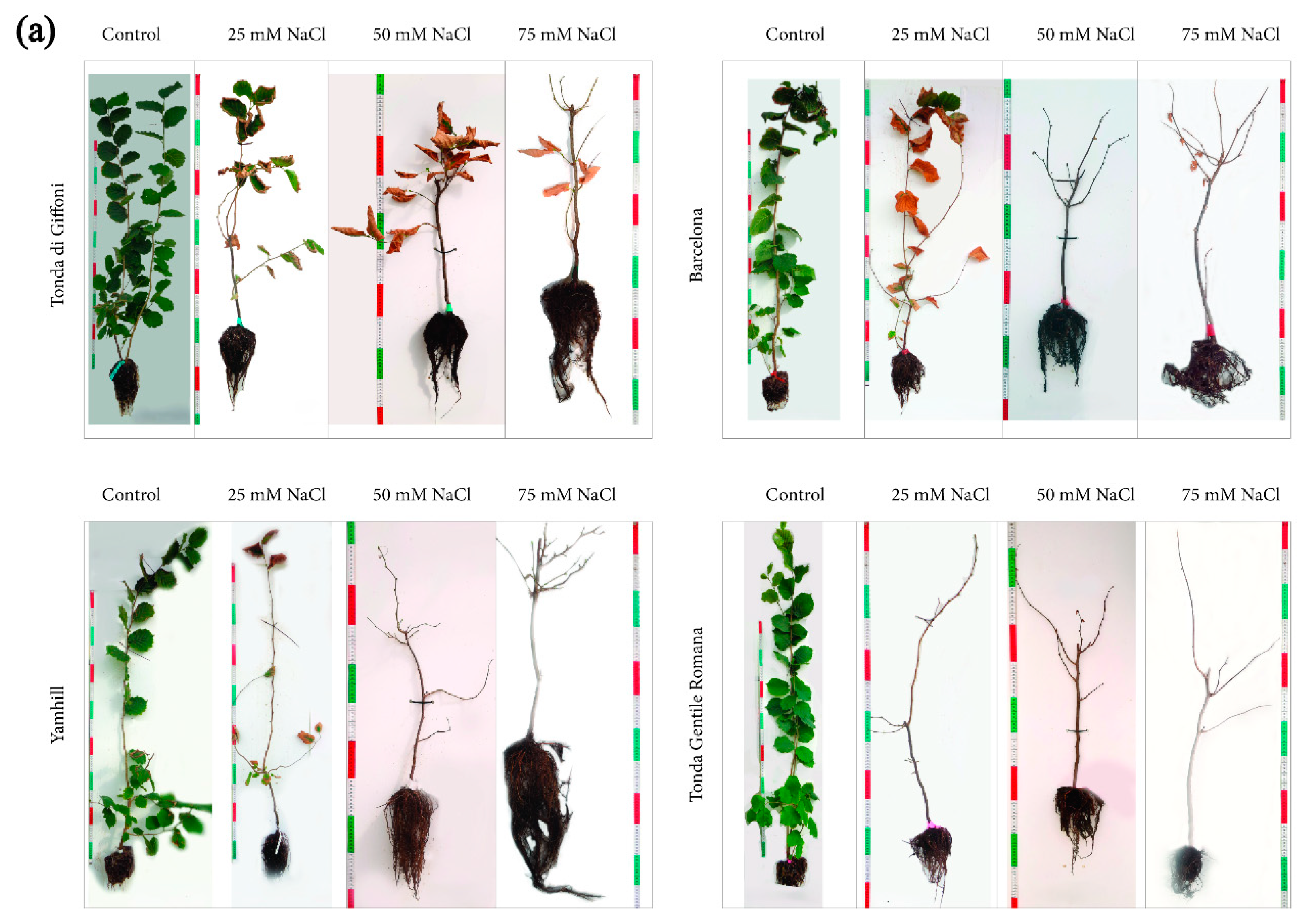 Agronomy 15 00148 g002a