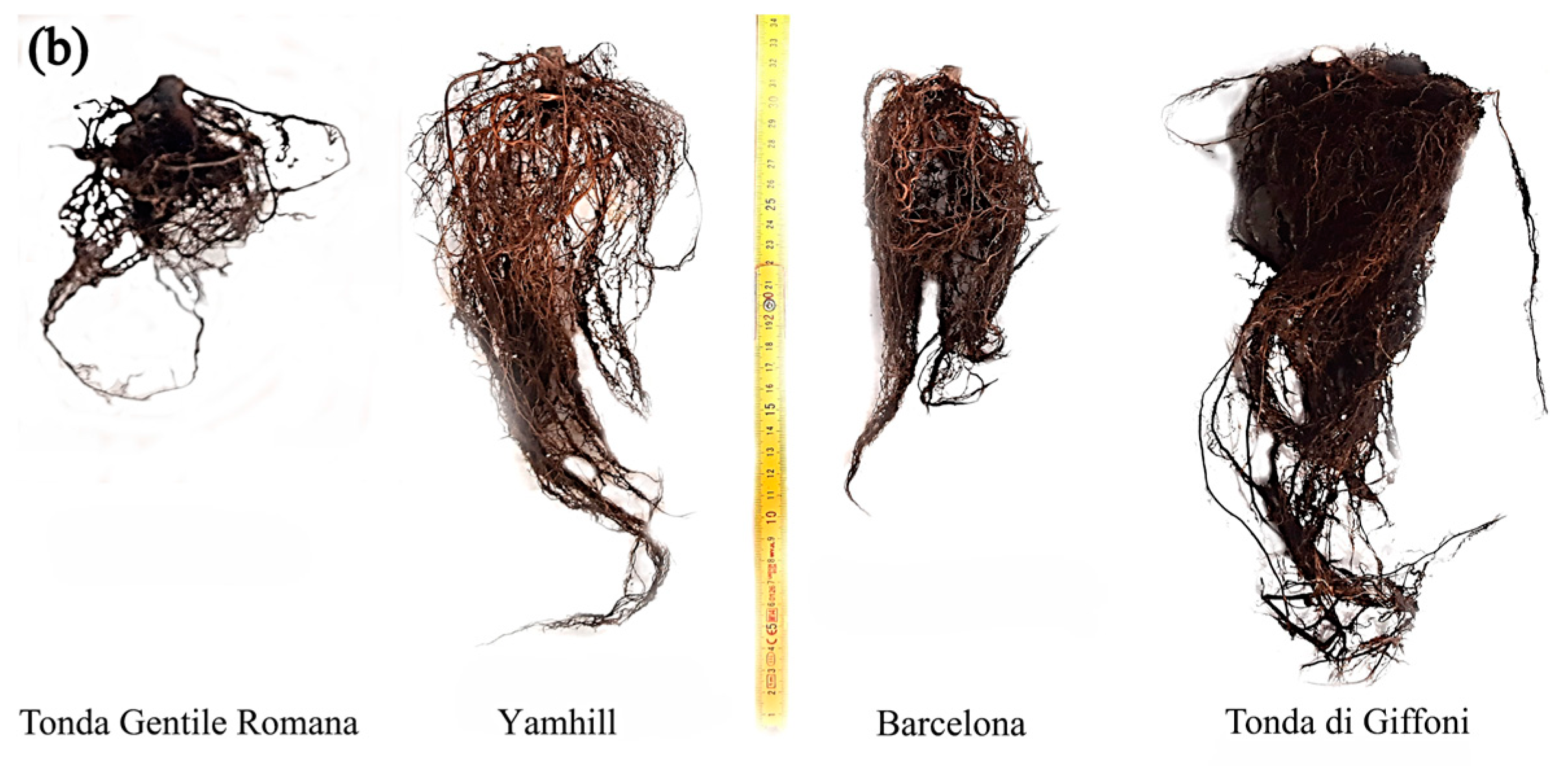 Agronomy 15 00148 g002b