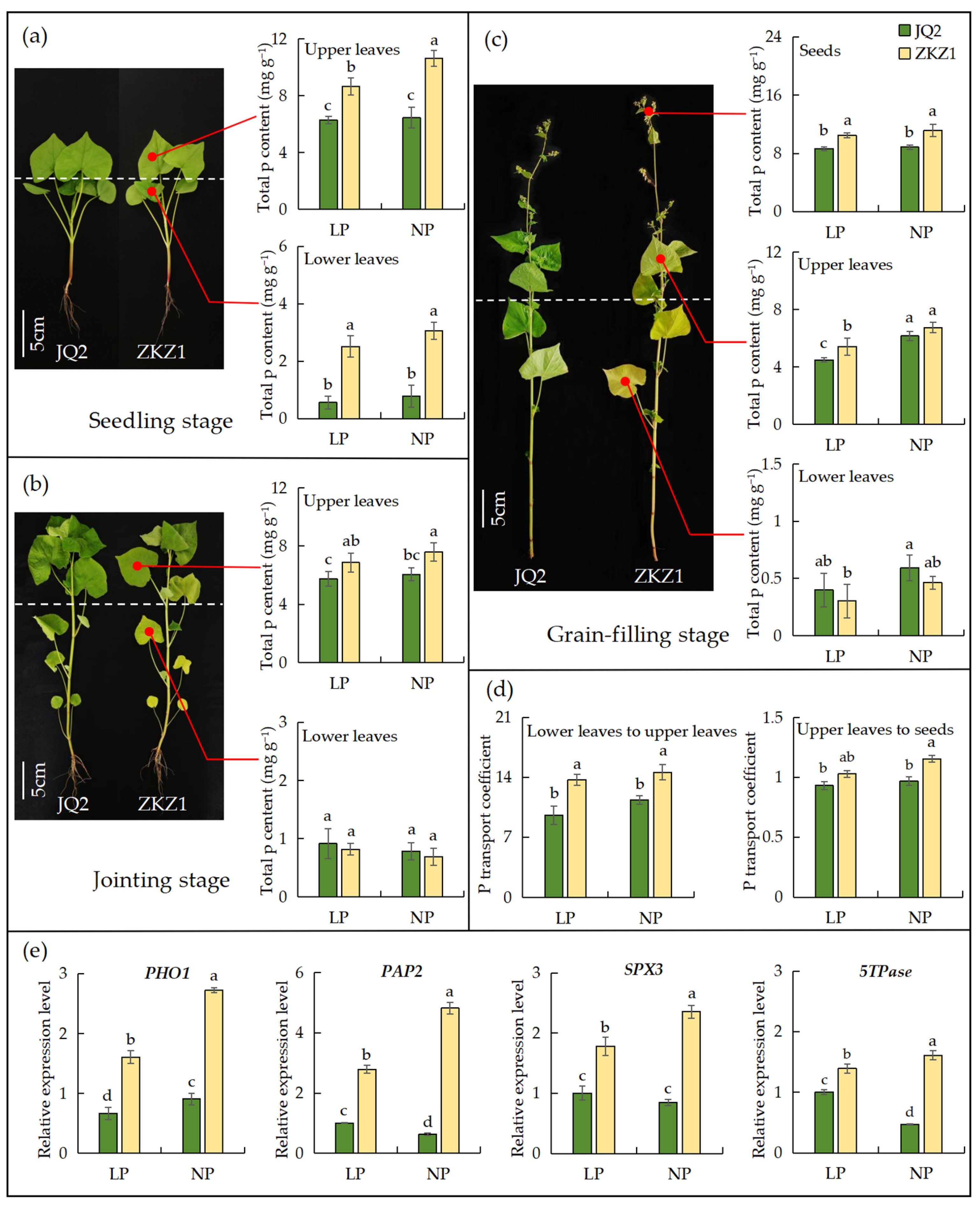 Agronomy 15 00173 g004