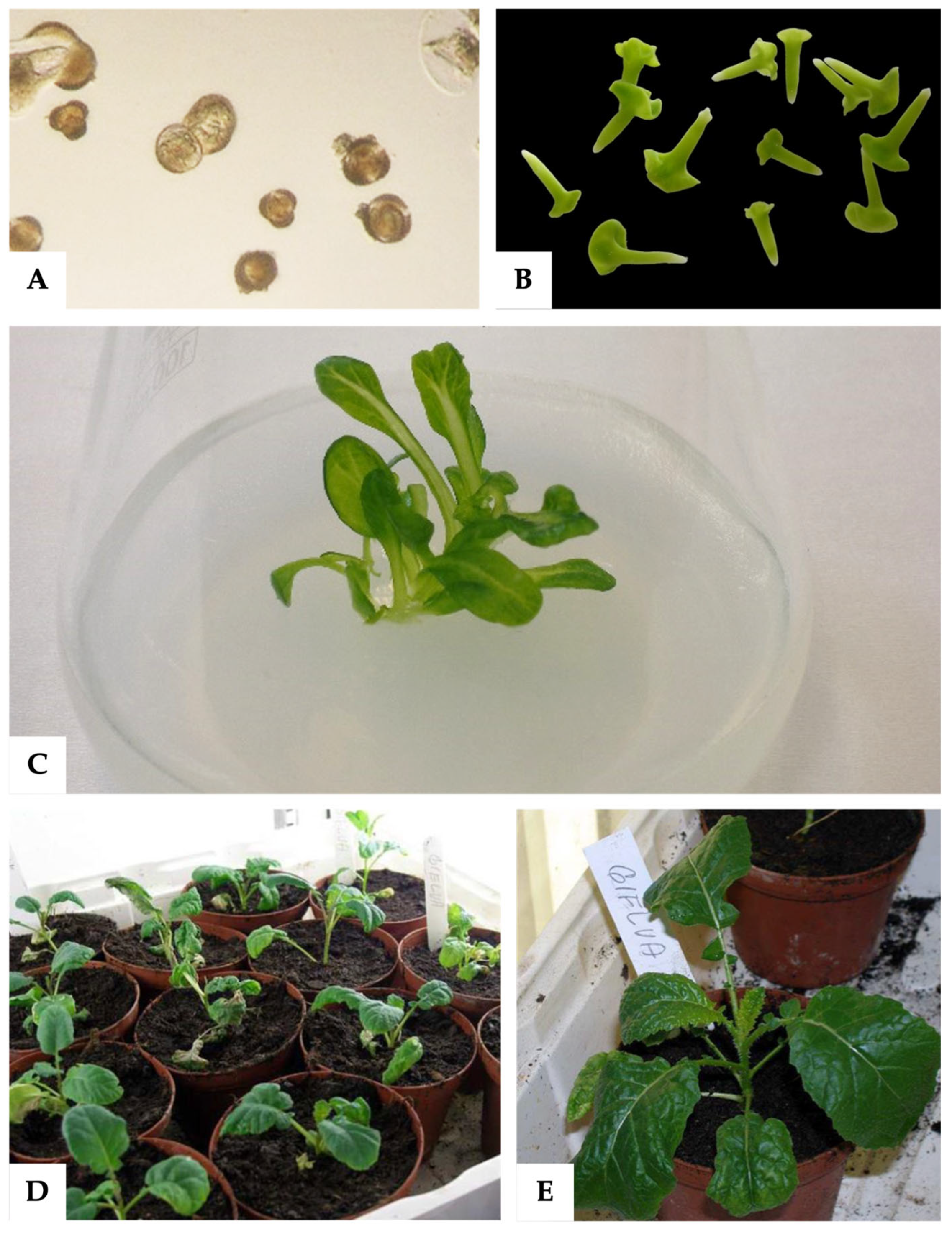 Agronomy 15 00179 g003 Agronomy 15 00179 g003
