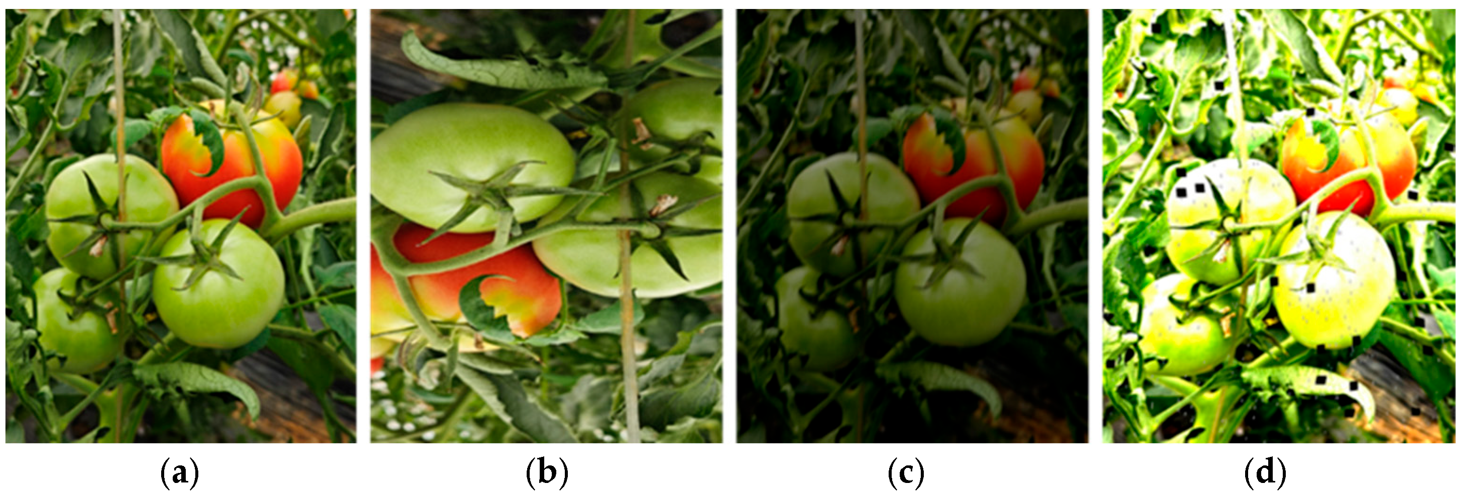 Agronomy 15 00188 g002