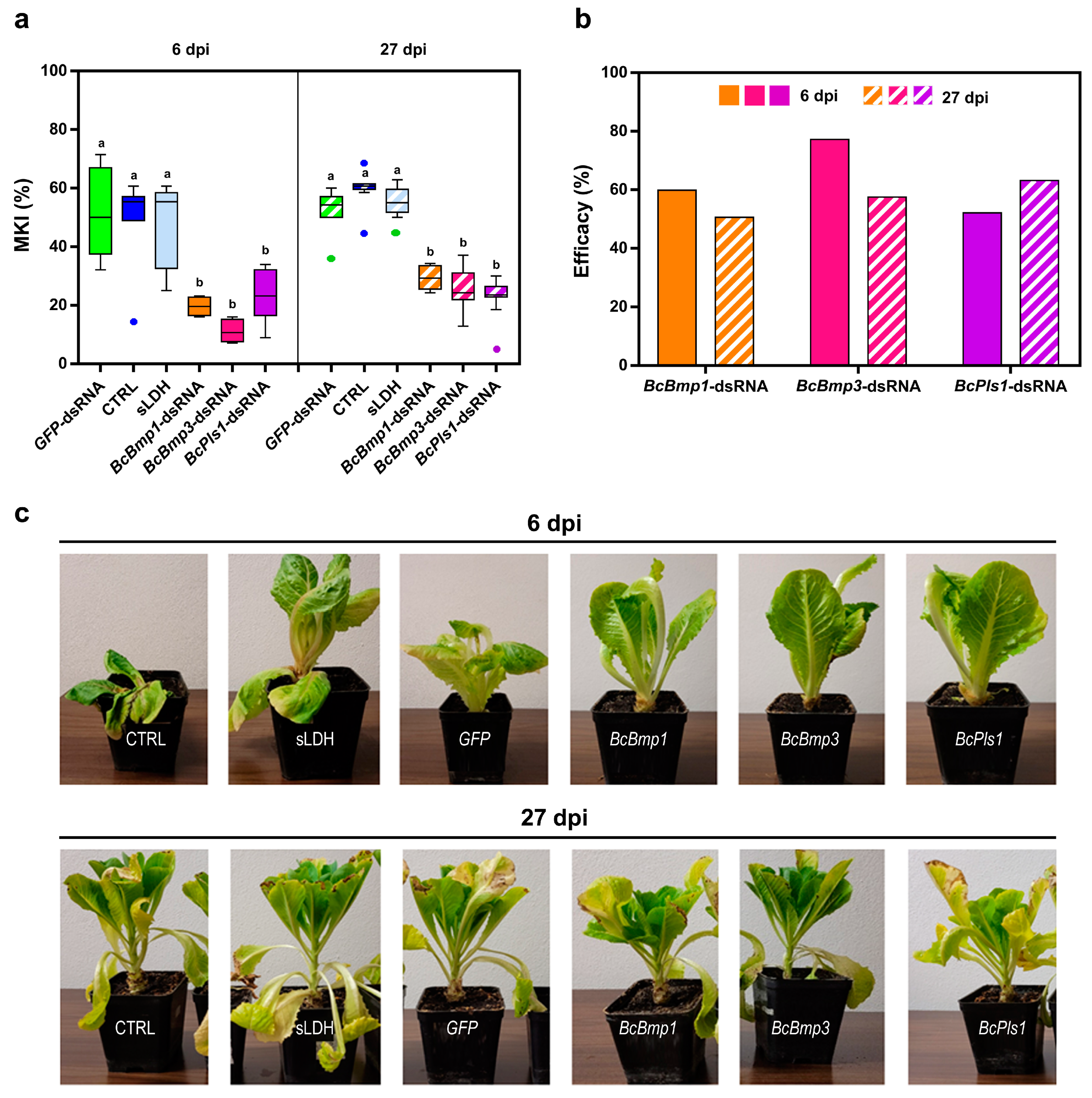 Agronomy 15 00194 g007