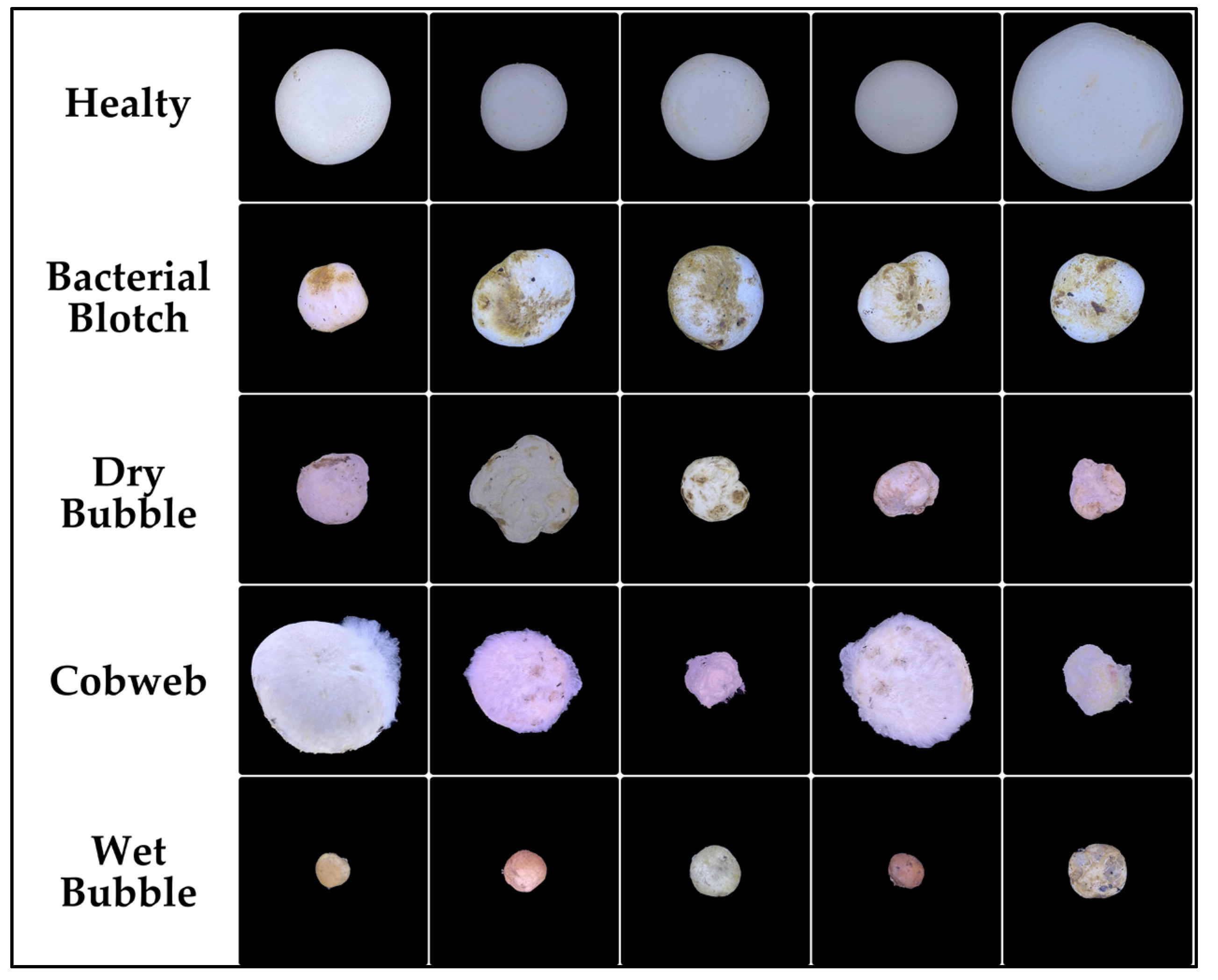 Agronomy 15 00226 g004