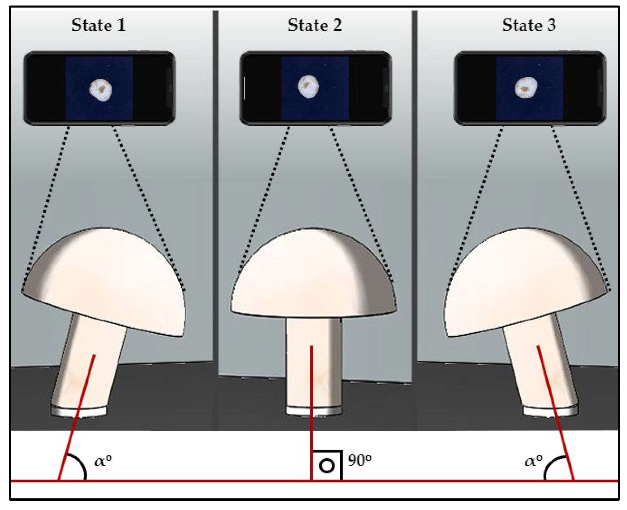 Agronomy 15 00226 g005