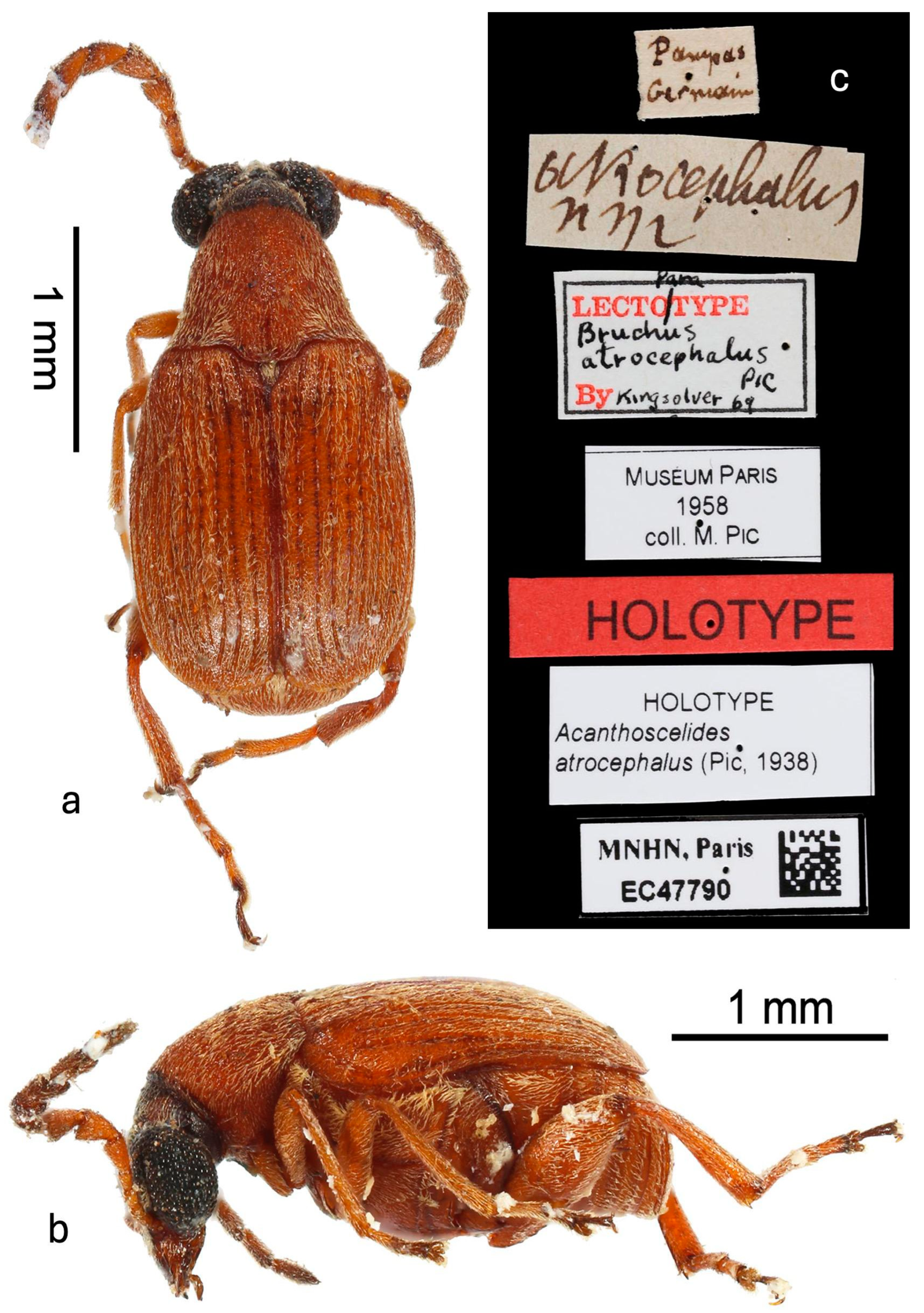 Agronomy 15 00315 g001