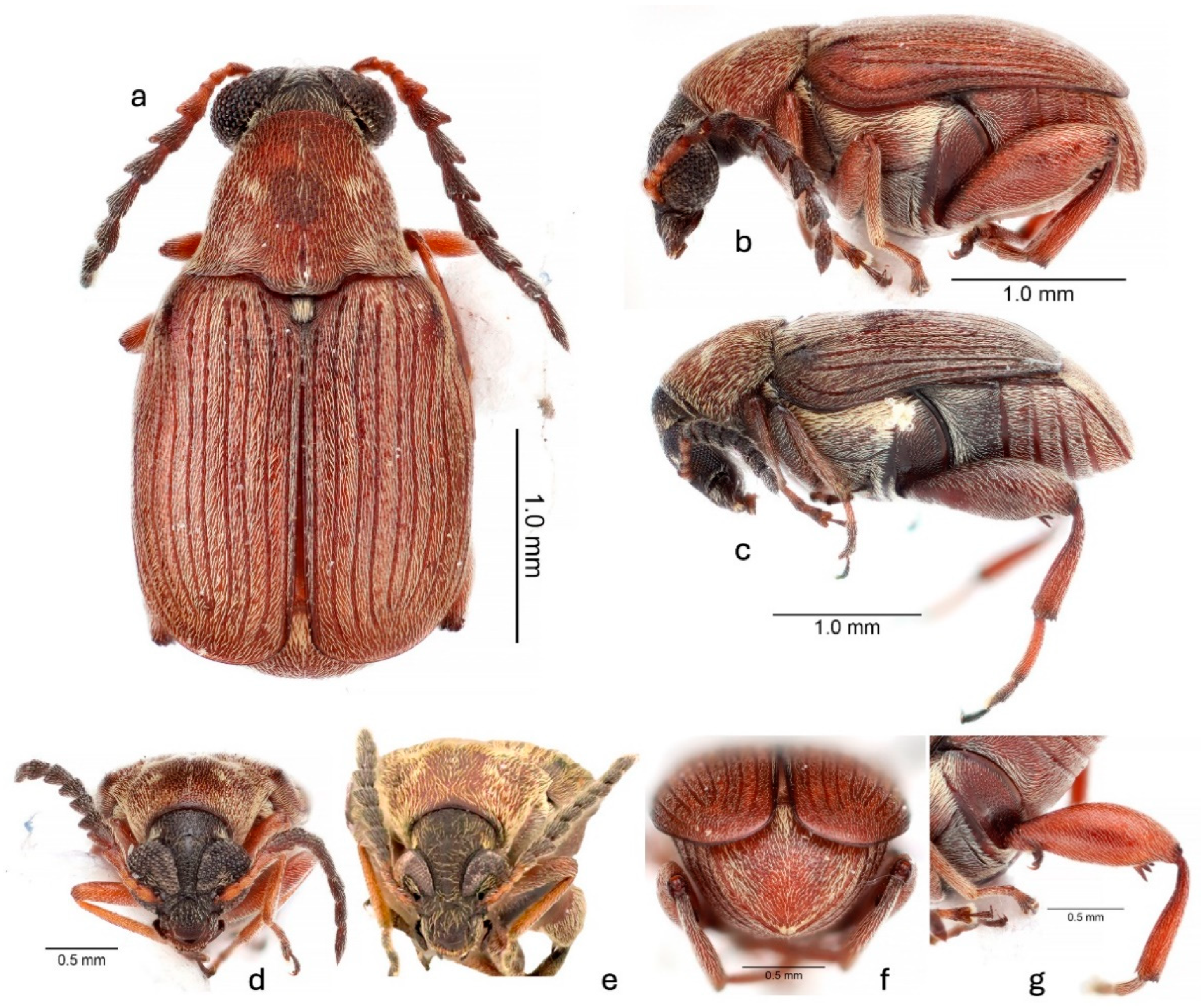 Agronomy 15 00315 g002