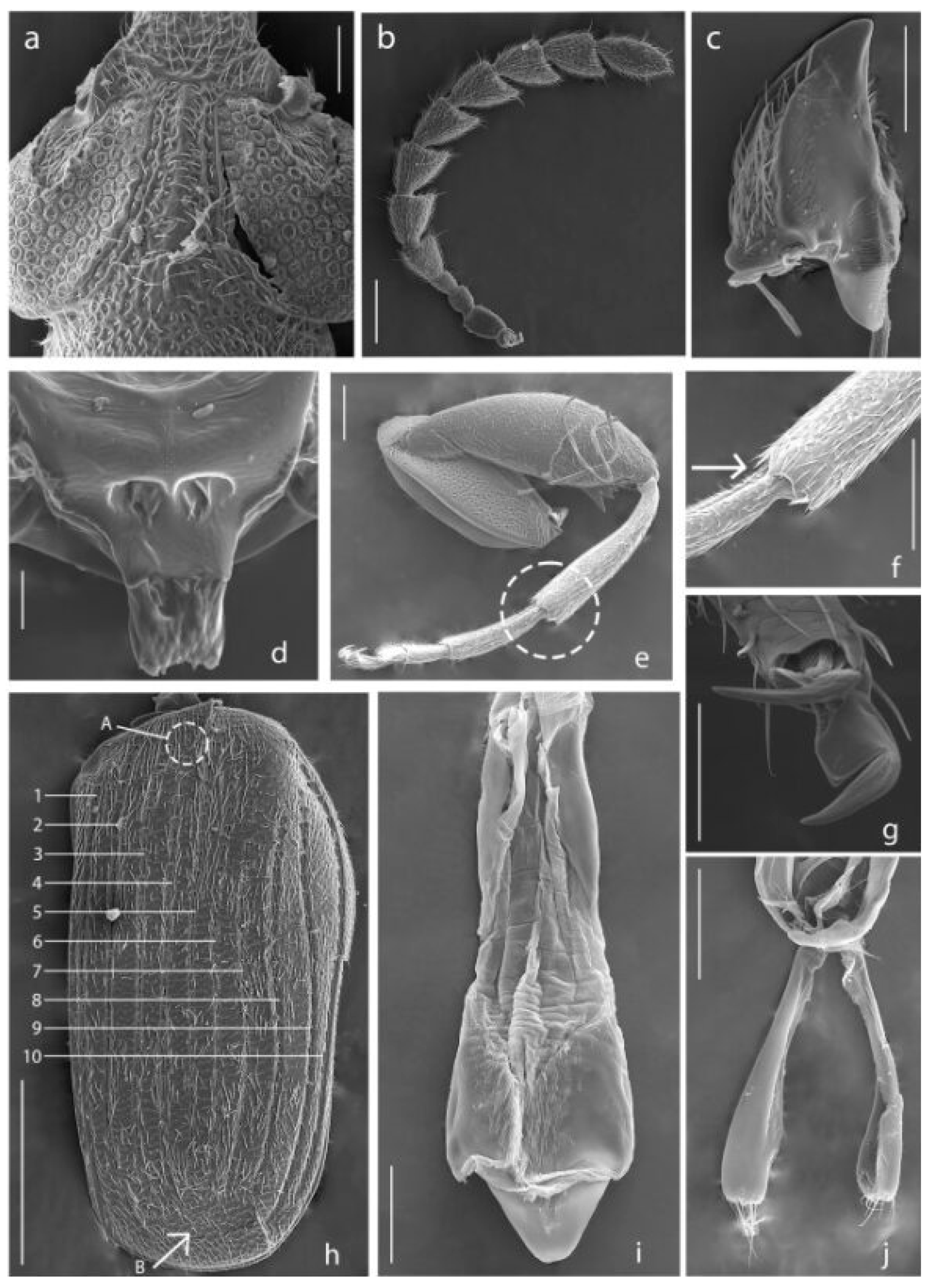 Agronomy 15 00315 g003