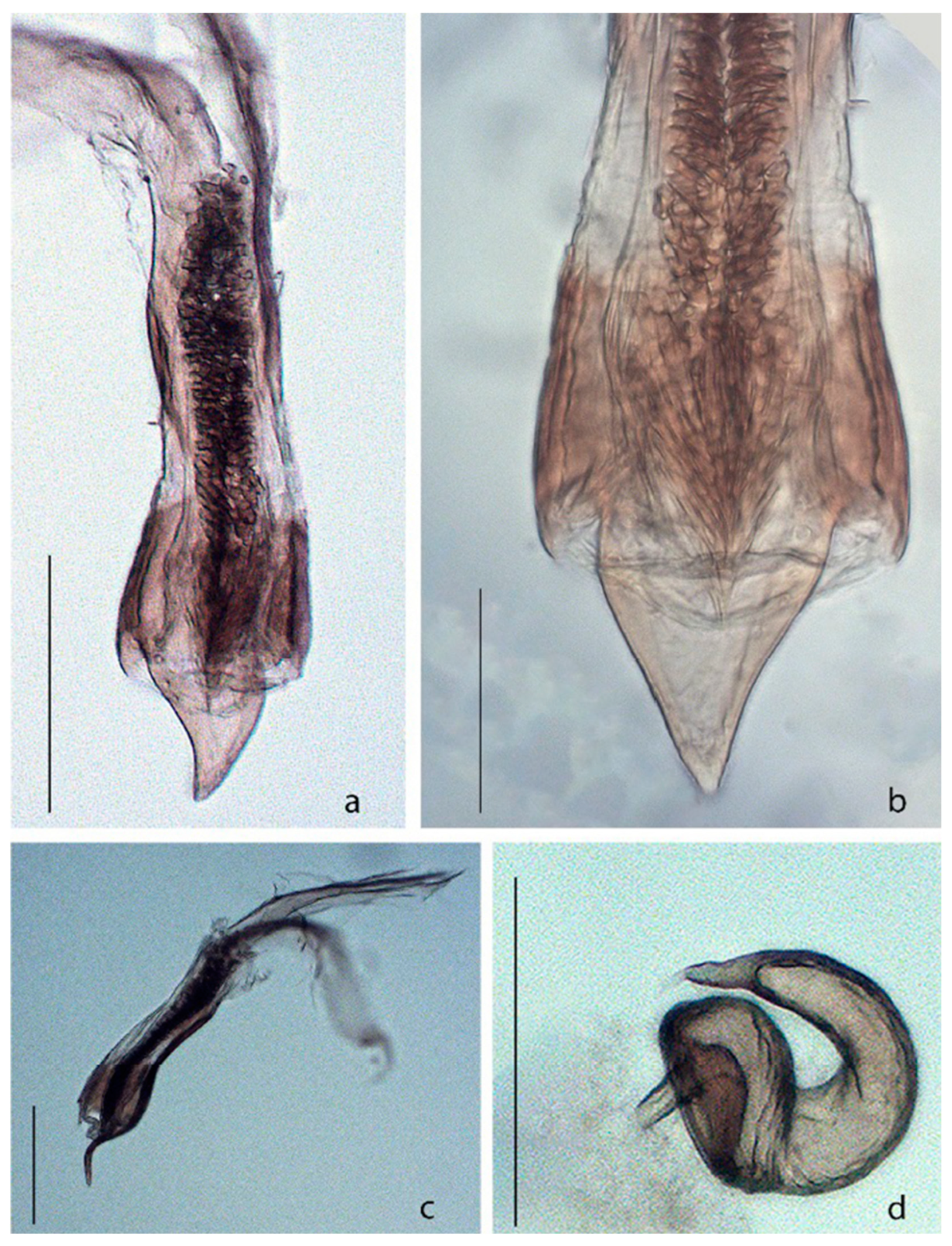 Agronomy 15 00315 g004