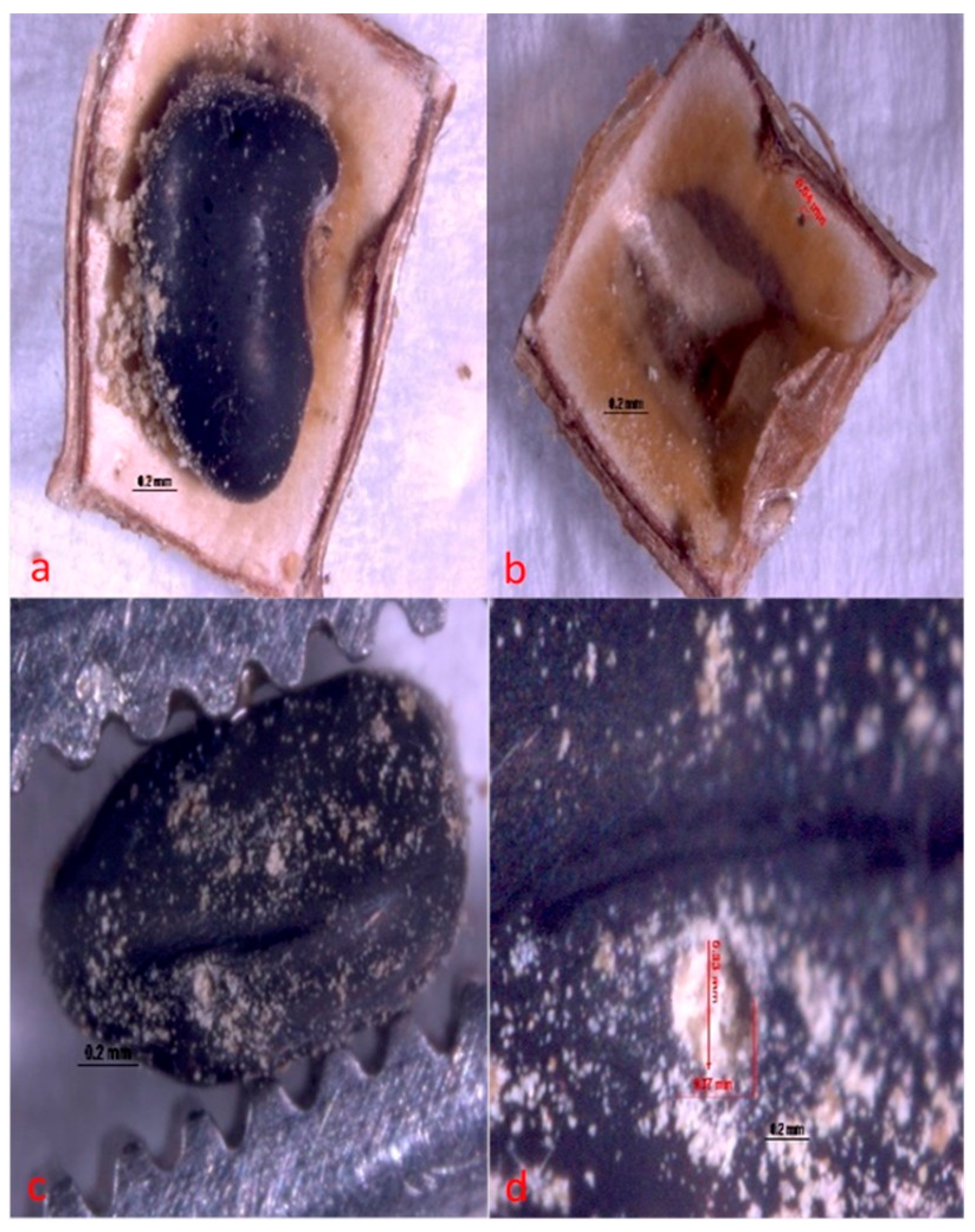 Agronomy 15 00315 g006