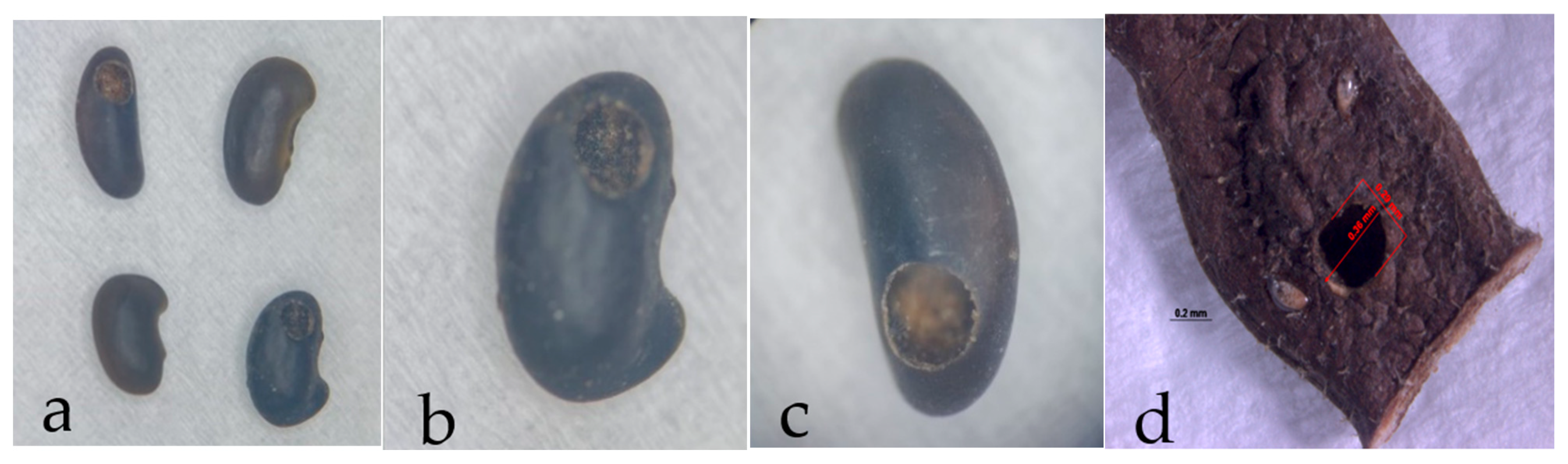 Agronomy 15 00315 g007
