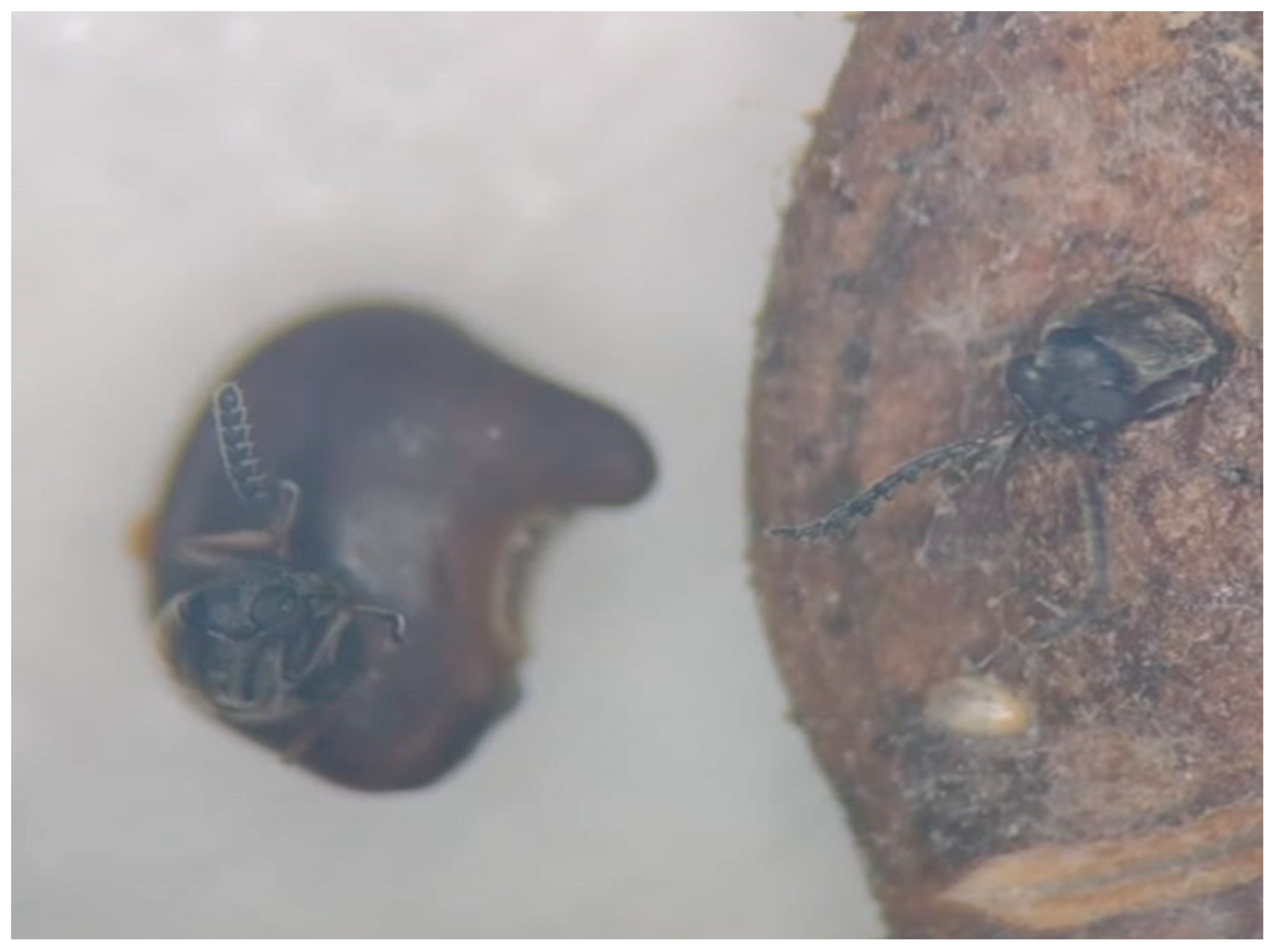 Agronomy 15 00315 g008