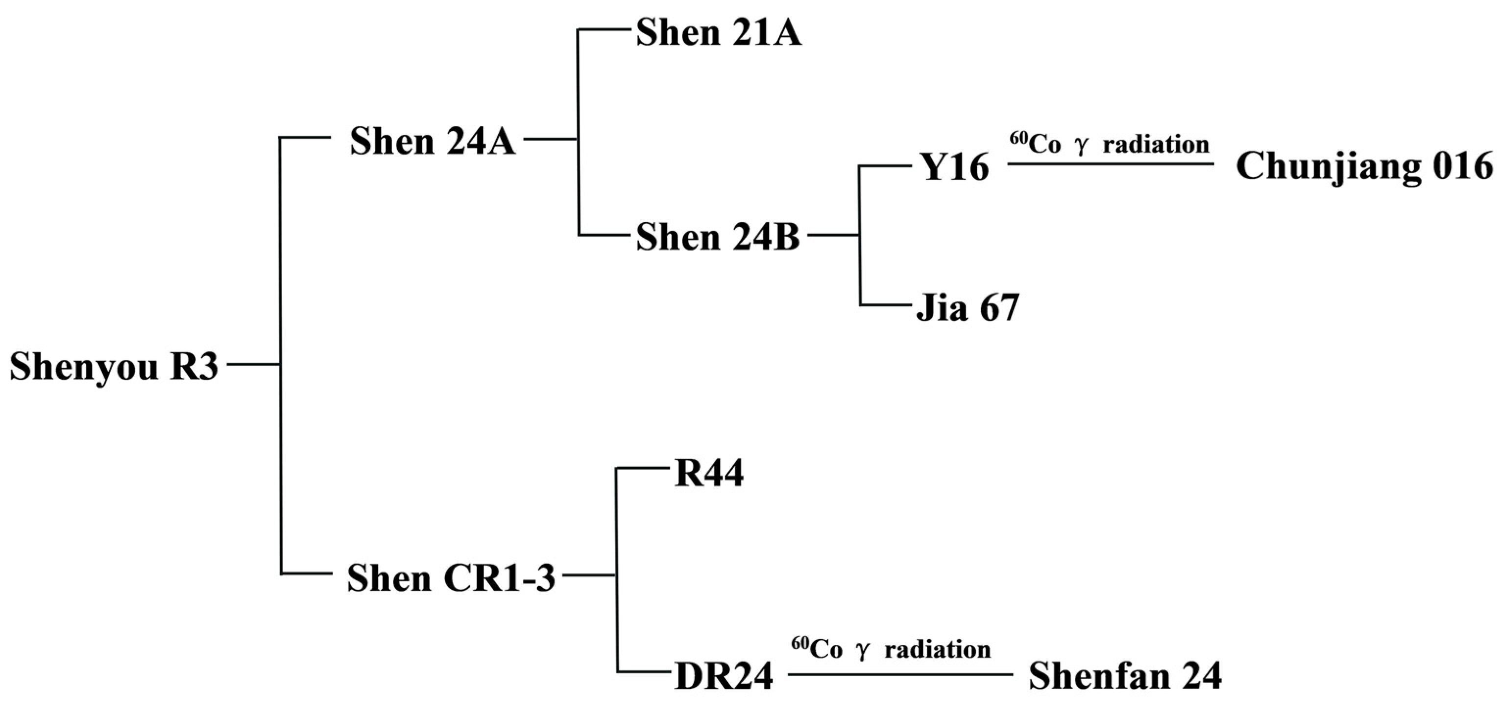 Agronomy 15 00317 g001