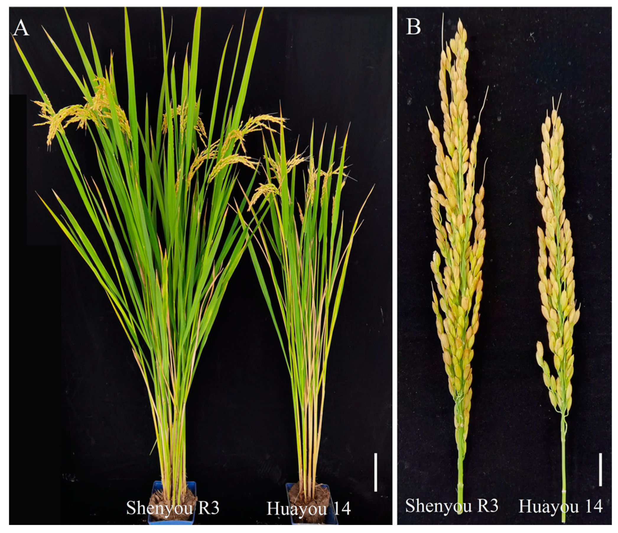 Agronomy 15 00317 g002