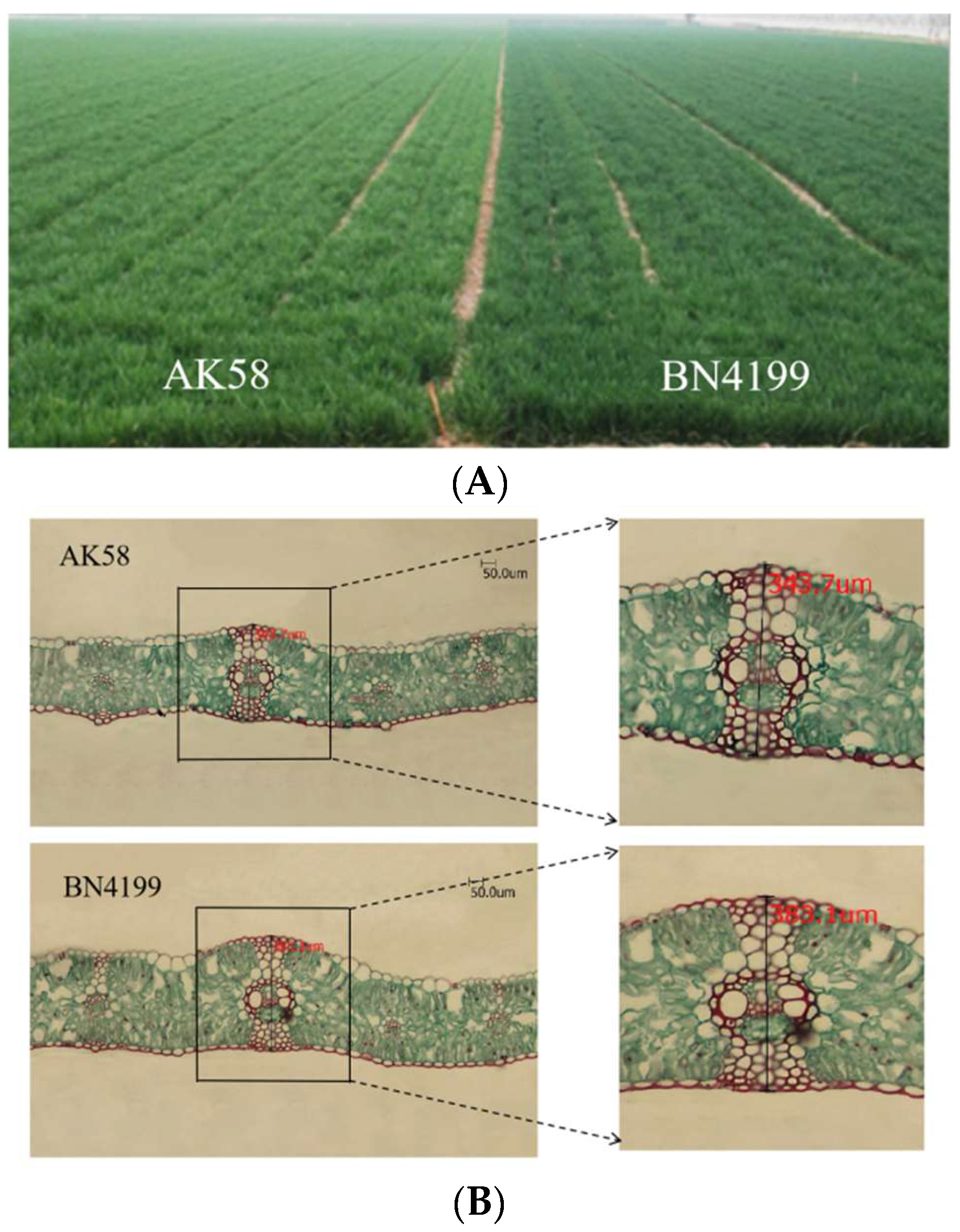 Agronomy 15 00325 g001 Agronomy 15 00325 g001