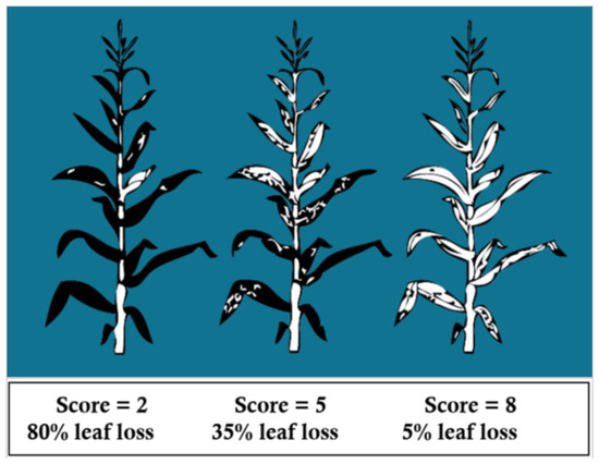 Agronomy 15 00328 g0a4