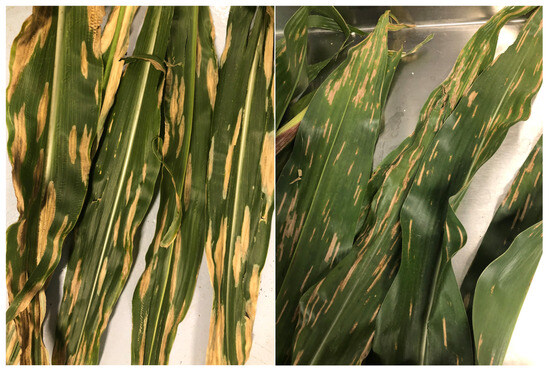 Agronomy 15 00328 g0a5