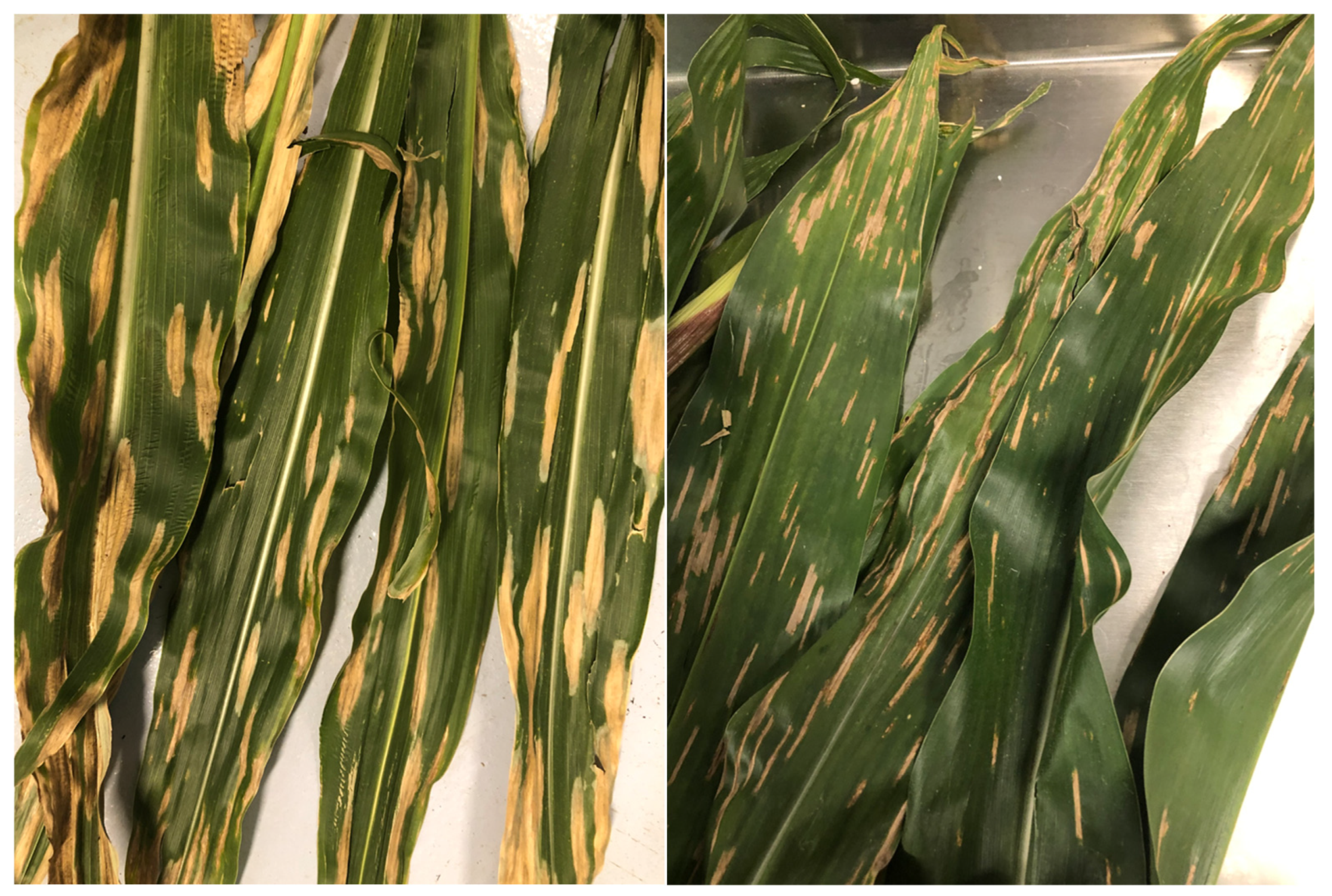 Agronomy 15 00328 g0a5