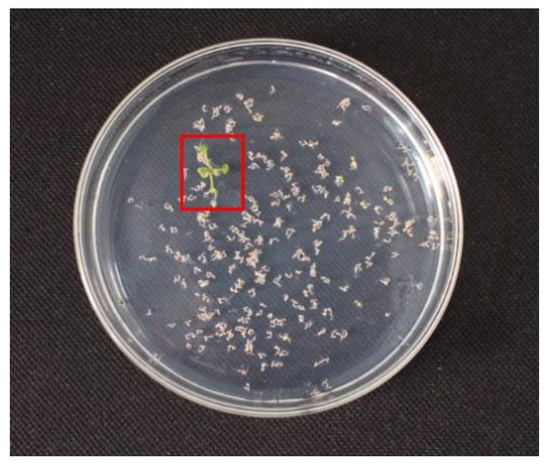 Agronomy 15 00351 g0a2