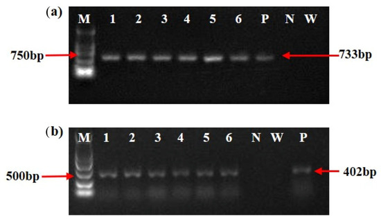 Agronomy 15 00351 g0a6