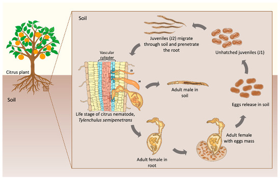 Agronomy 15 00383 g001