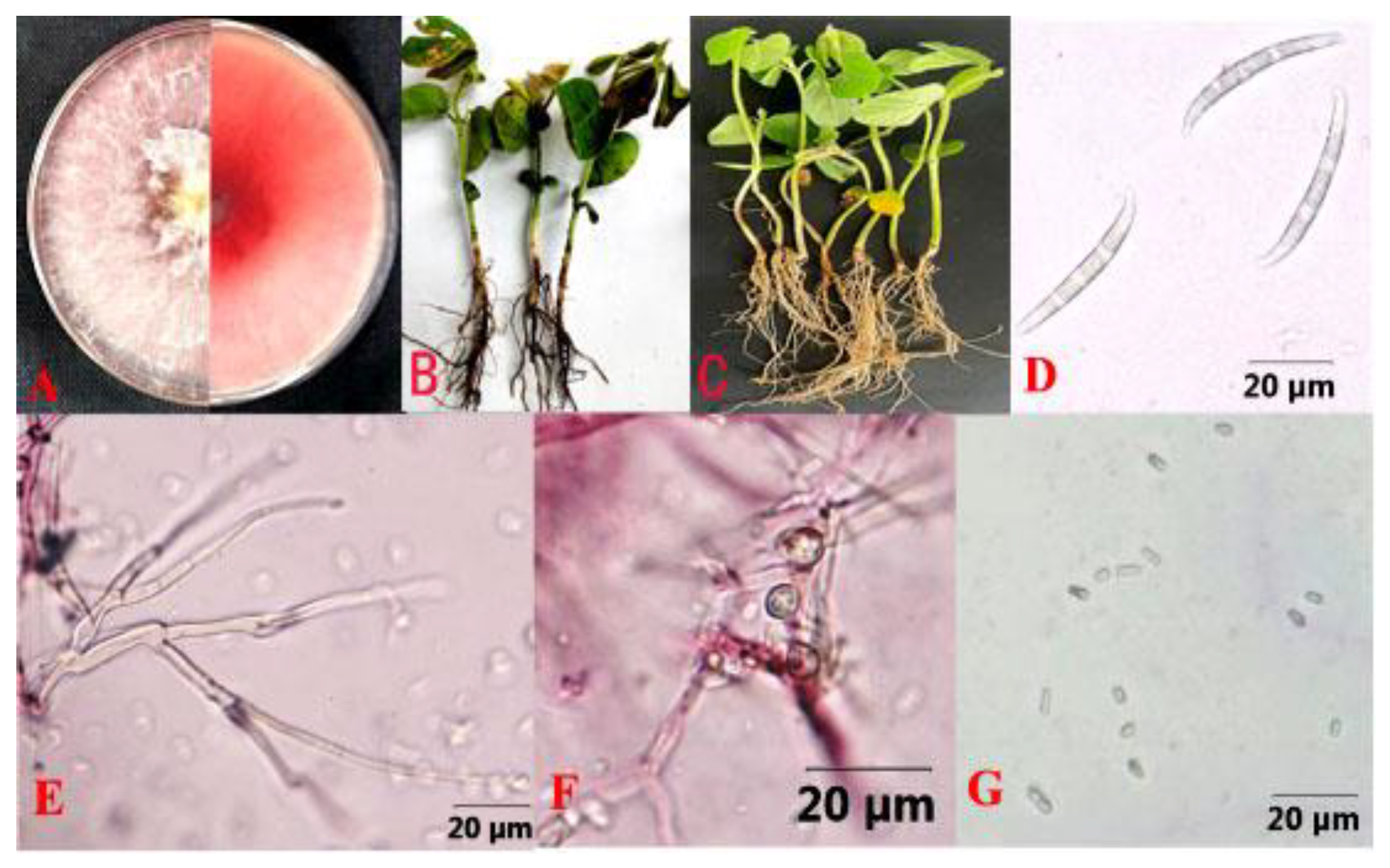 Agronomy 15 00388 g003
