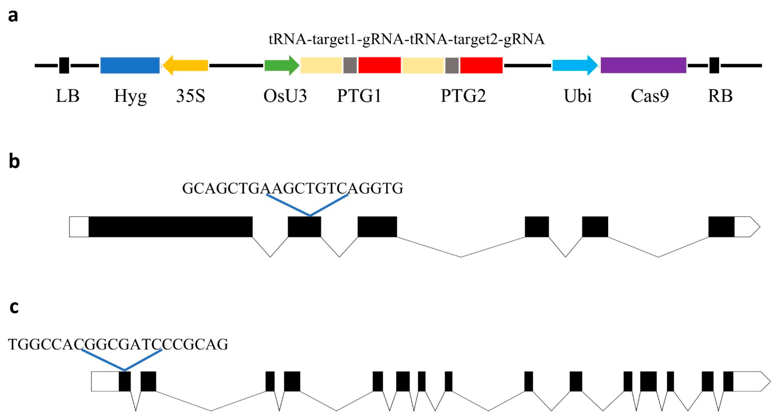 Agronomy 15 00411 g001