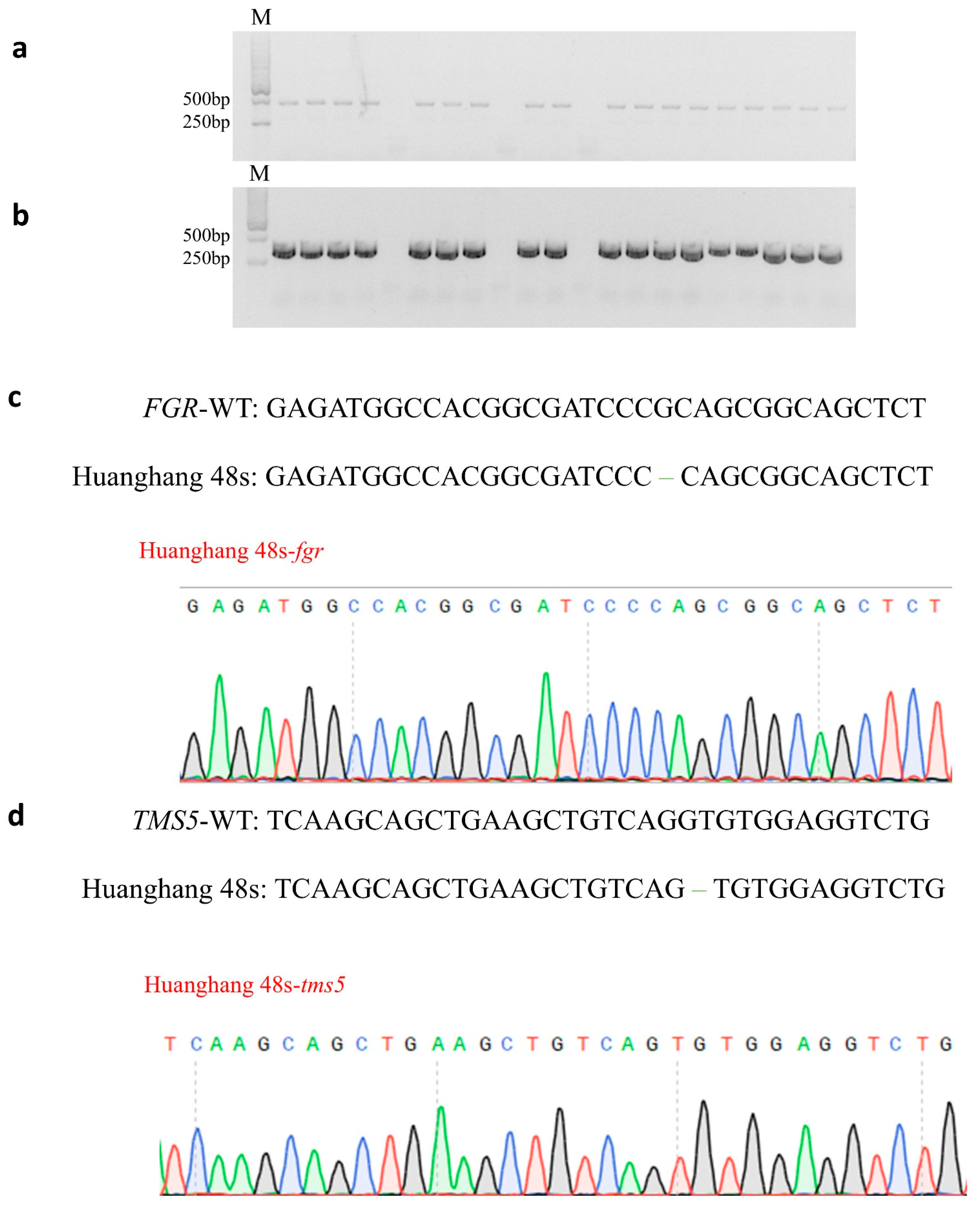 Agronomy 15 00411 g003